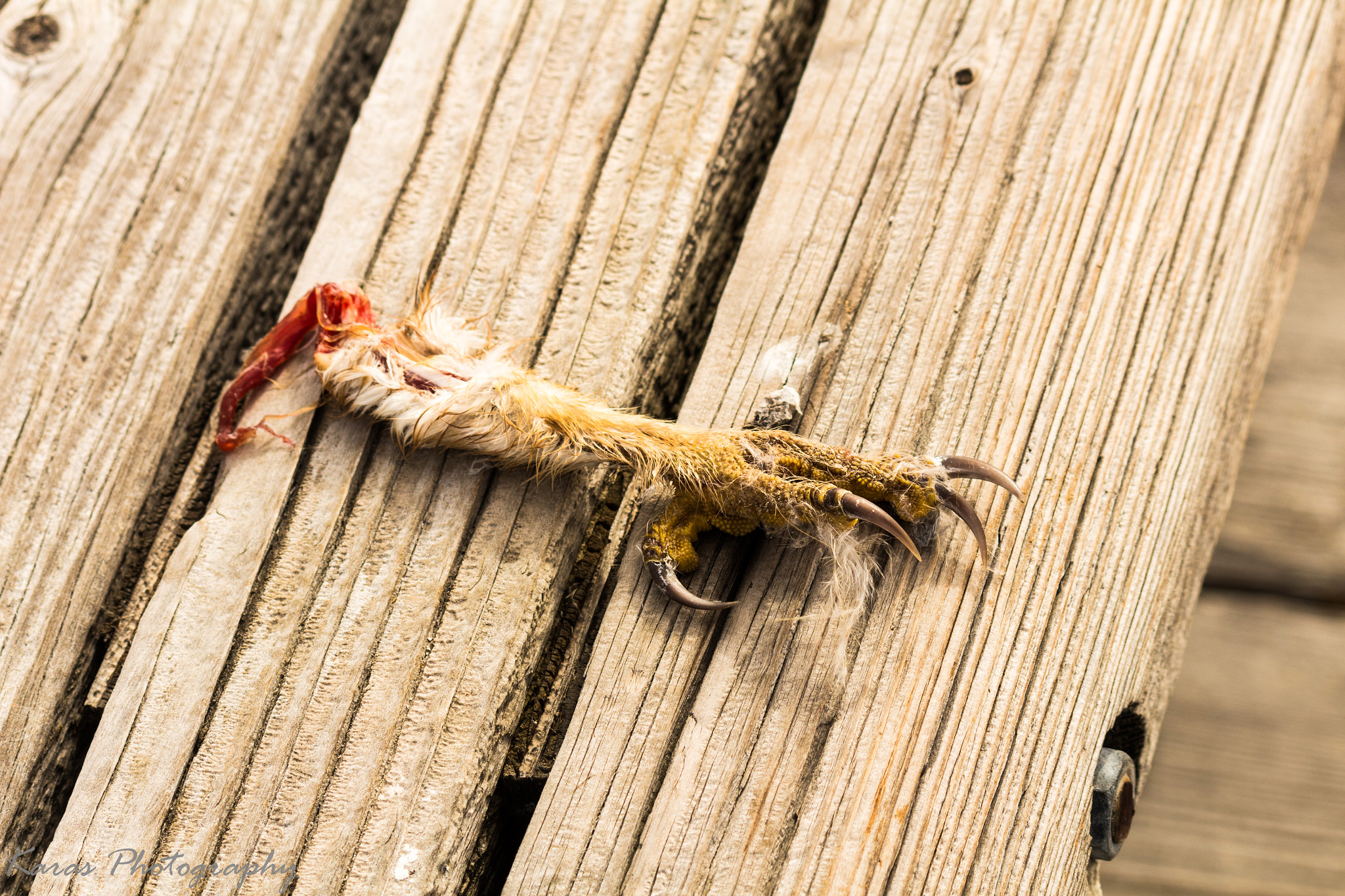 Canon EF-S 55-250mm F4-5.6 IS II sample photo. (of ) photography