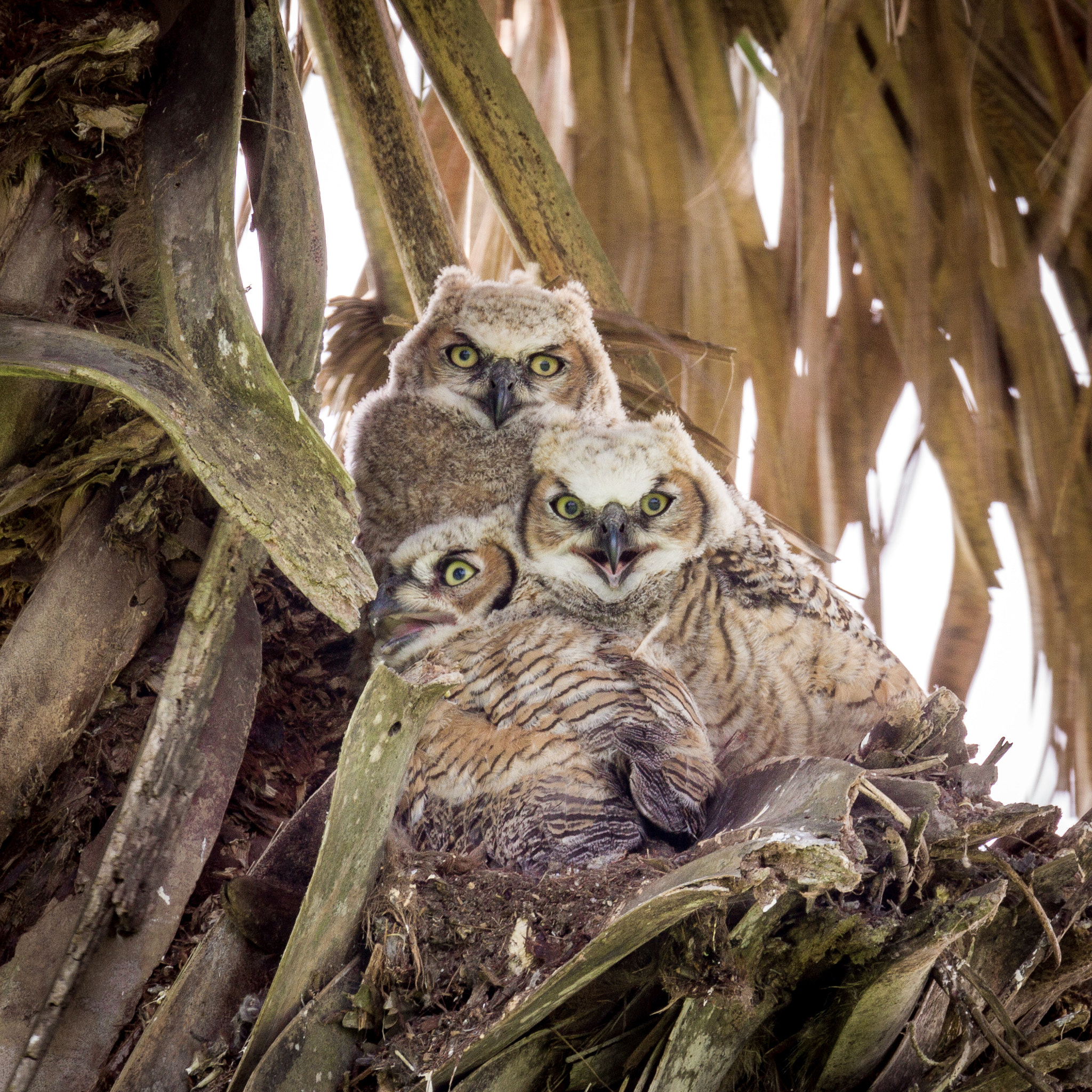 Canon EF 70-300mm F4-5.6L IS USM sample photo. Great horned owls photography