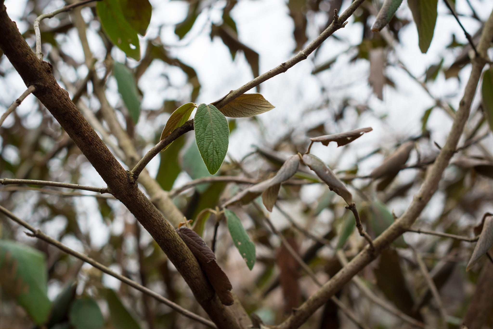 Nikon D7200 + Nikon AF-S Nikkor 50mm F1.4G sample photo. Jungle photography