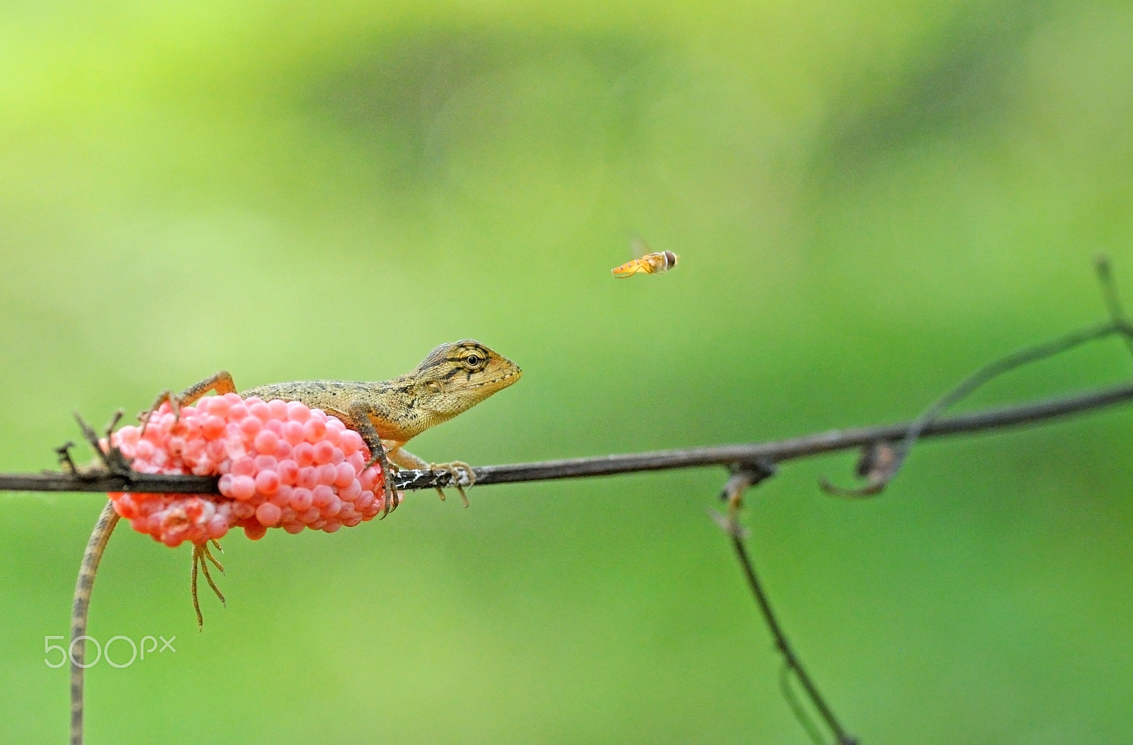 Nikon D5000 sample photo. Mu chase photography