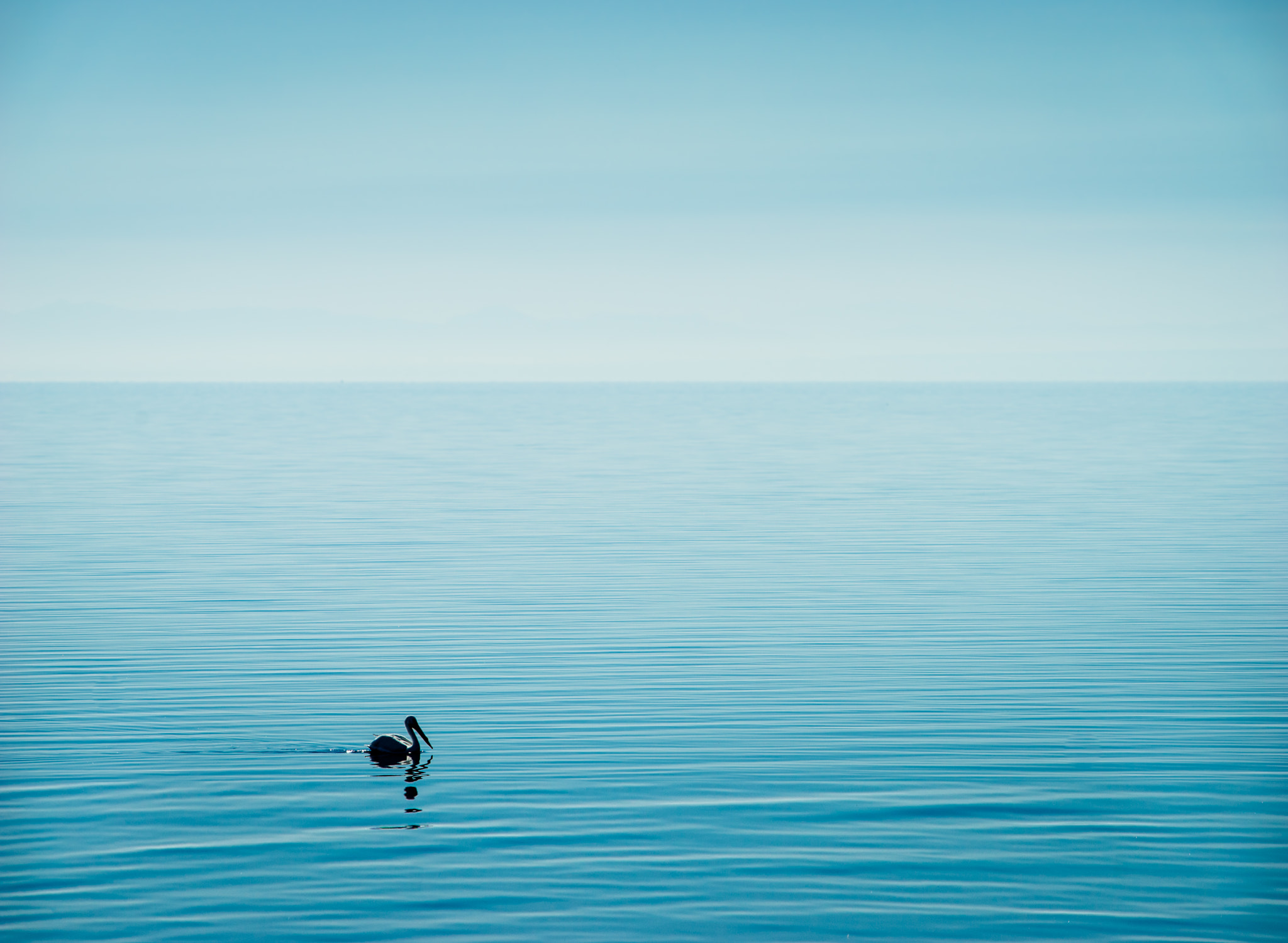 Canon EF 70-200mm F2.8L USM sample photo. Swimming alone photography
