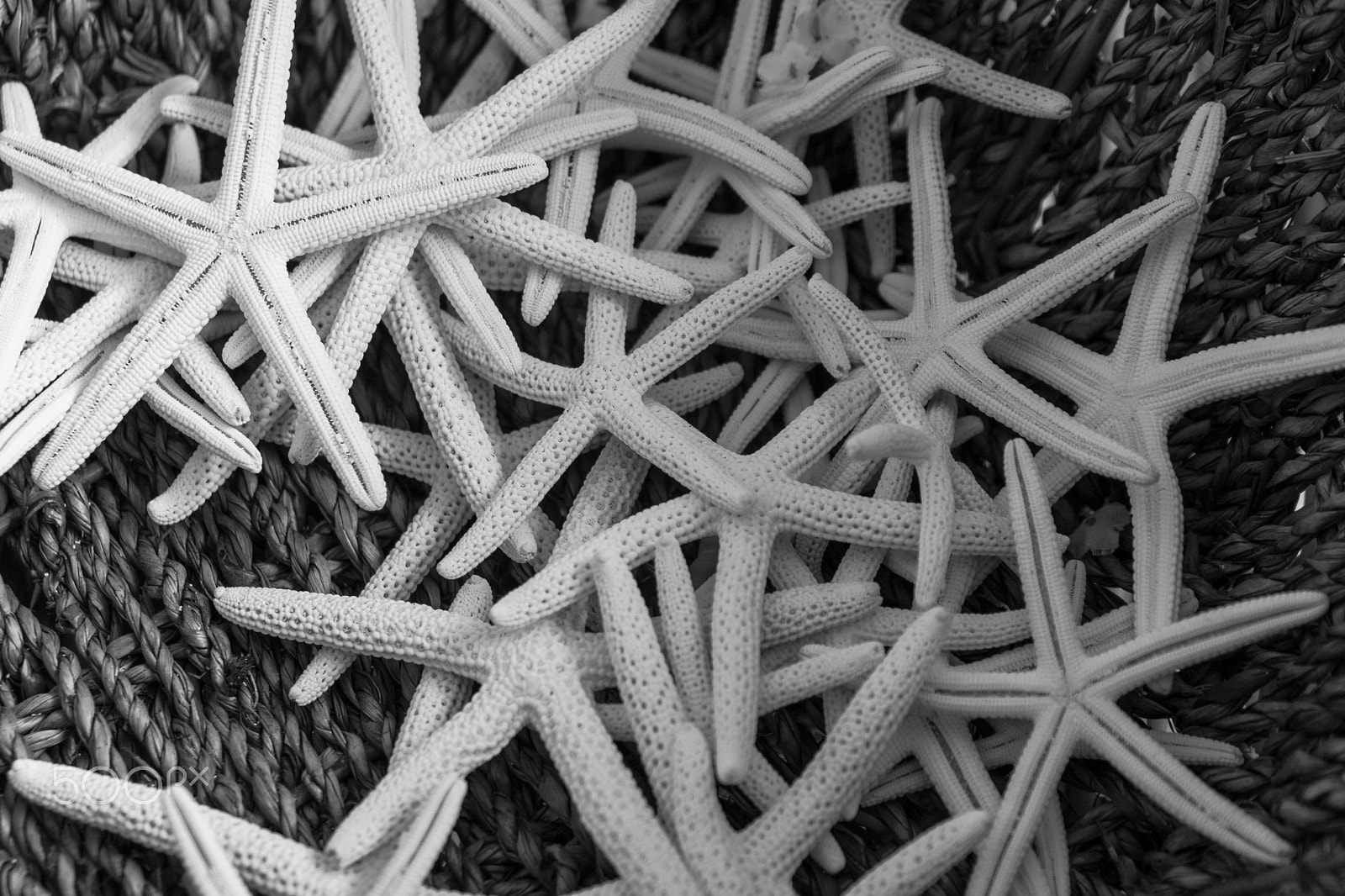 Canon EOS 400D (EOS Digital Rebel XTi / EOS Kiss Digital X) sample photo. Sea stars ii photography