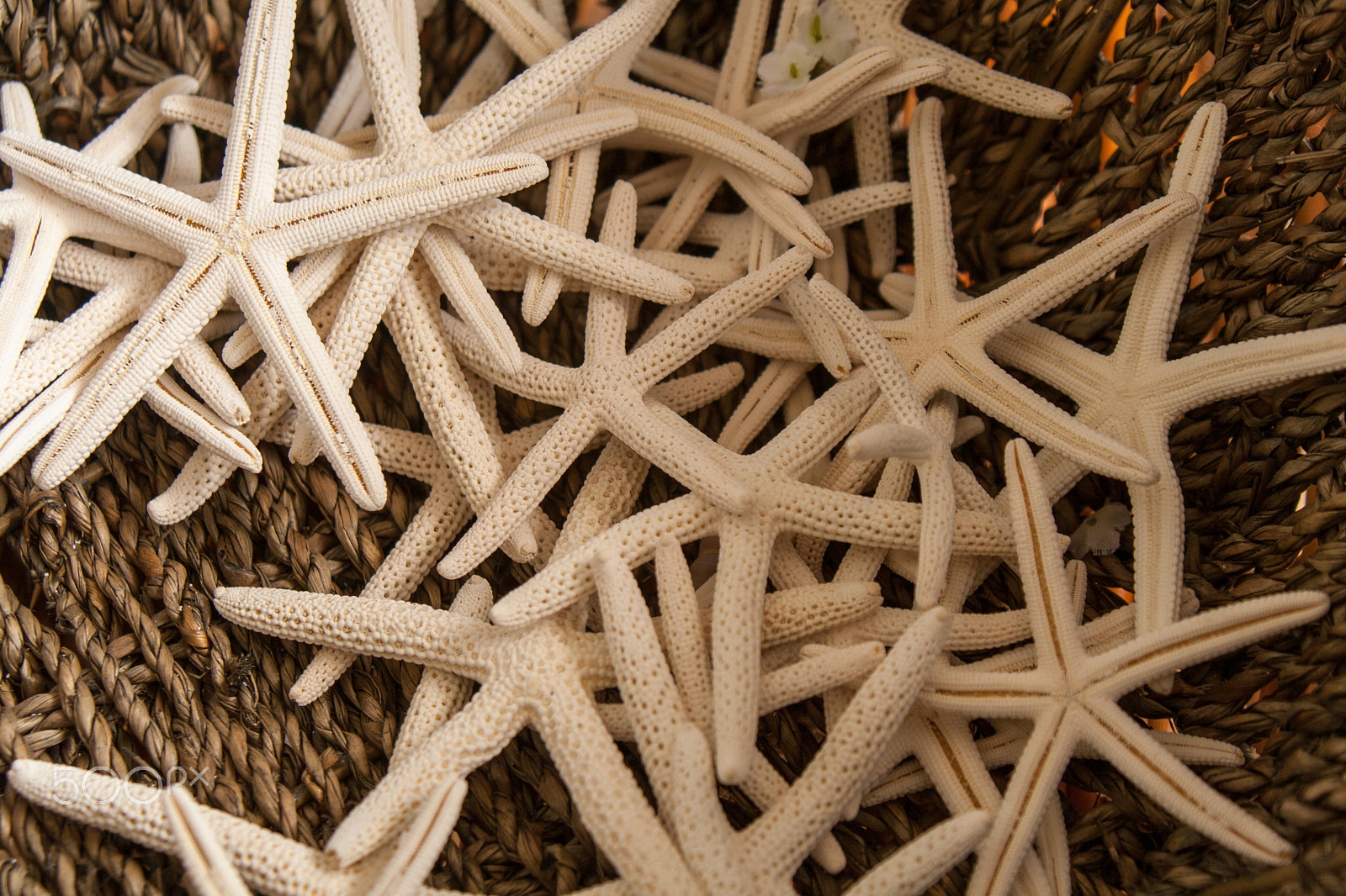 Canon EOS 400D (EOS Digital Rebel XTi / EOS Kiss Digital X) sample photo. Sea stars i photography