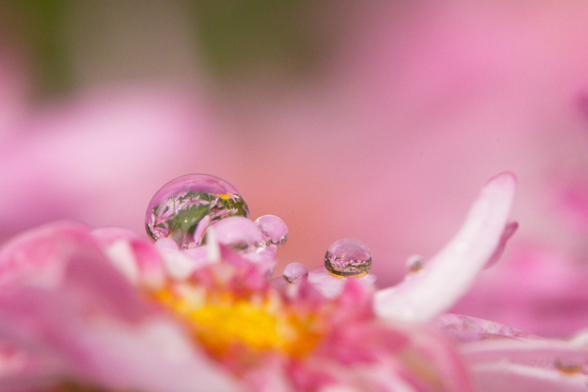 Canon EOS-1D Mark IV sample photo. Hola! photography