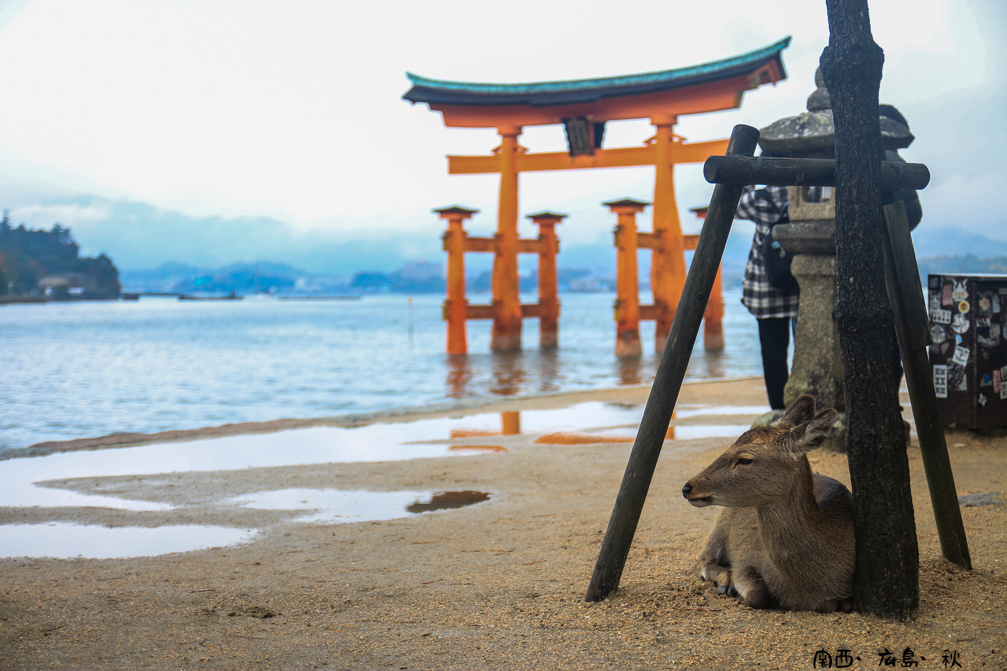 Canon EOS 650D (EOS Rebel T4i / EOS Kiss X6i) + Tamron SP AF 17-50mm F2.8 XR Di II VC LD Aspherical (IF) sample photo. Deer and miyajima photography