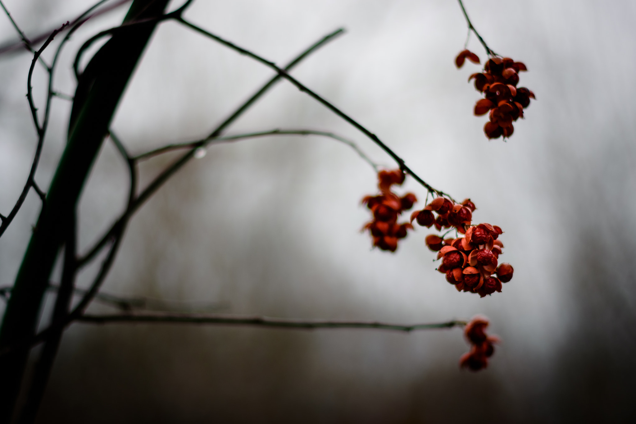 Nikon D7200 + Nikon AF-S Nikkor 50mm F1.4G sample photo. Blurry berries photography