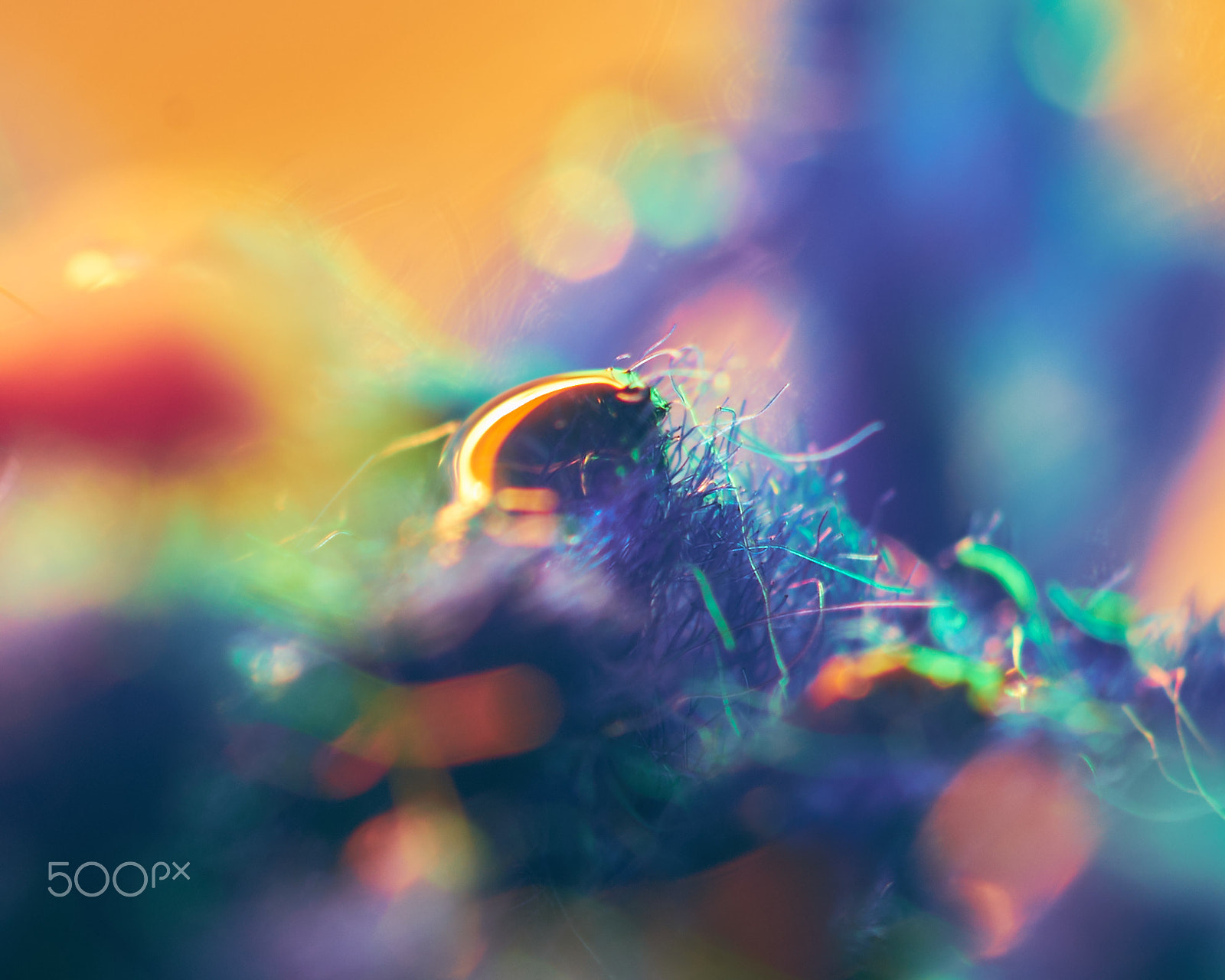 Sony a7 II + Sony DT 50mm F1.8 SAM sample photo. Dreams photography