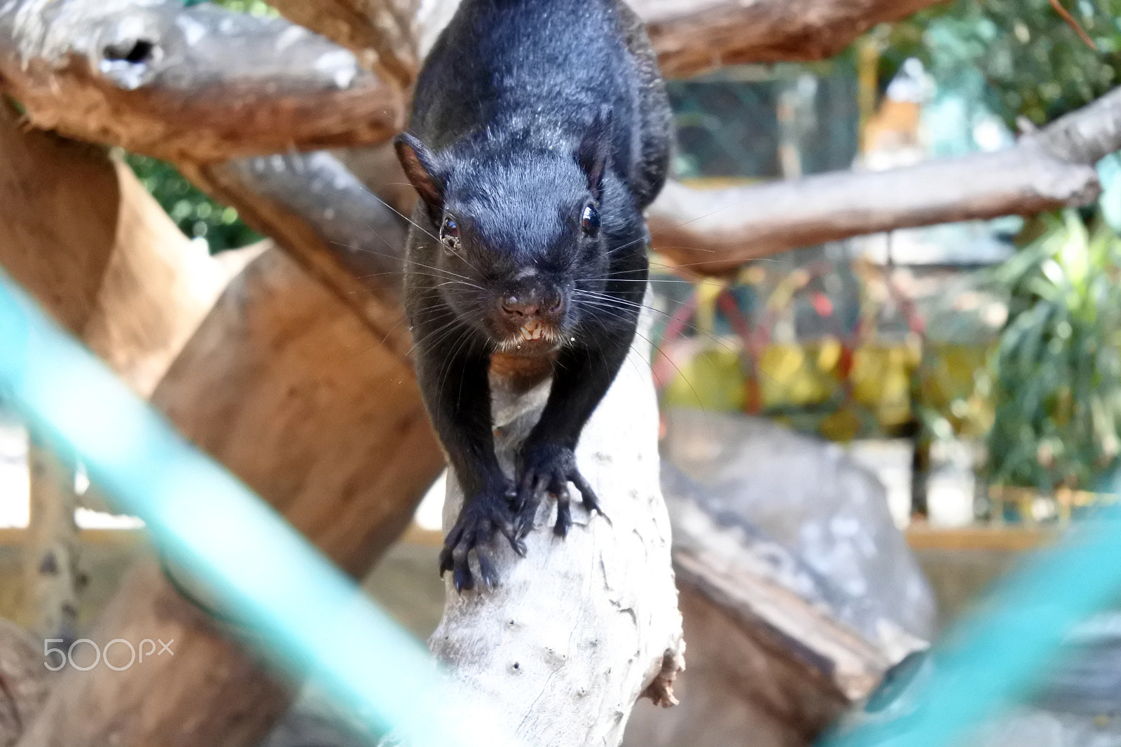 Nikon 1 J5 sample photo. Black squirrel photography