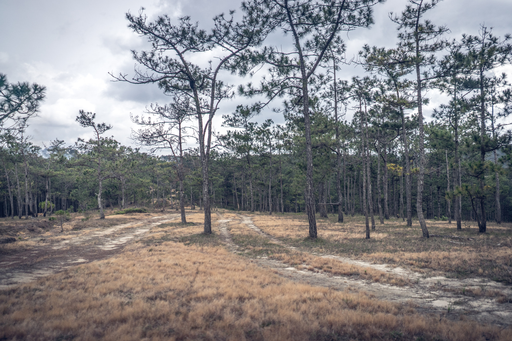Sony a7 + Sony FE 28mm F2 sample photo. Dalat photography