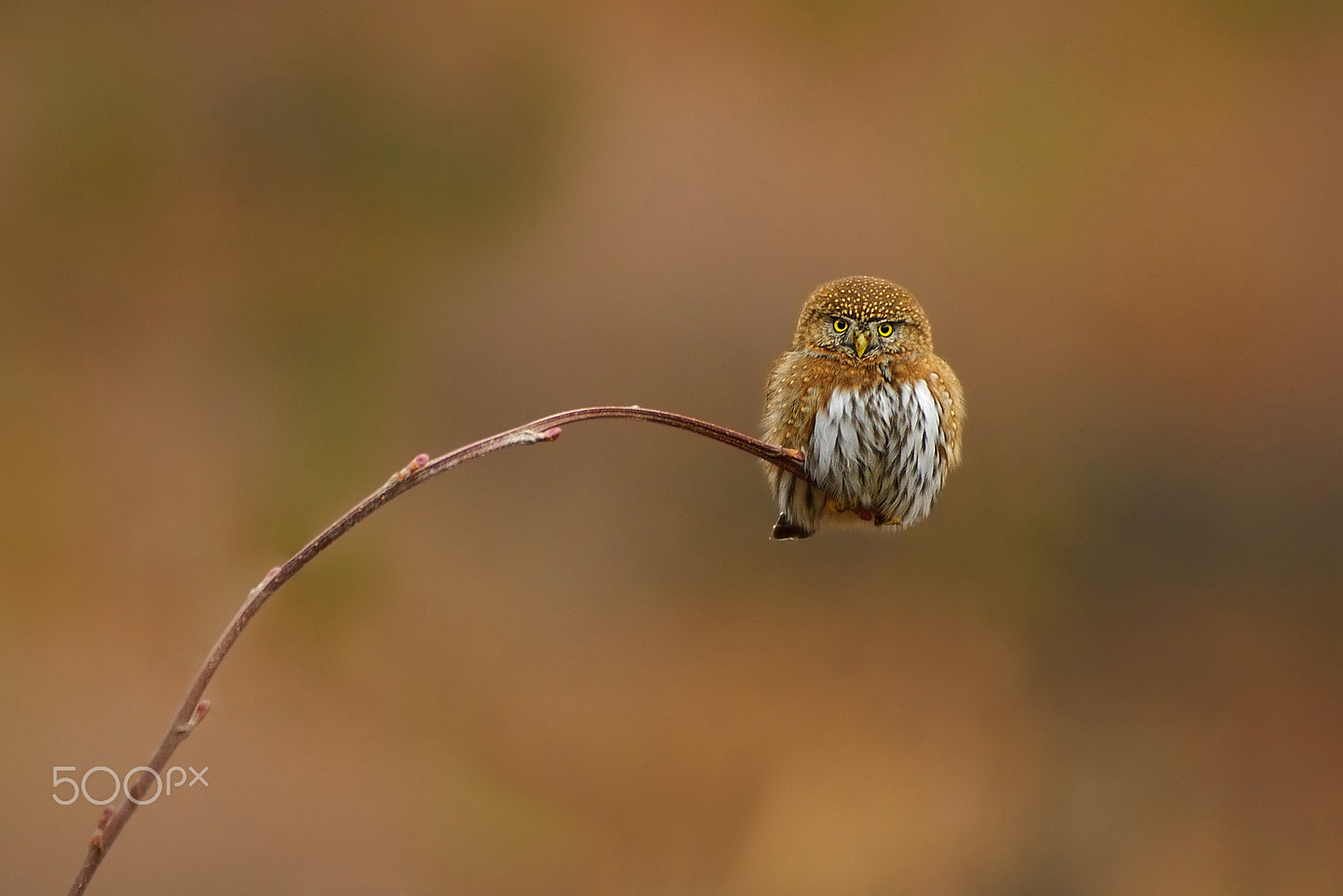 Nikon D800E + Nikon AF-S Nikkor 200-400mm F4G ED-IF VR sample photo. Northern pygmy ow photography