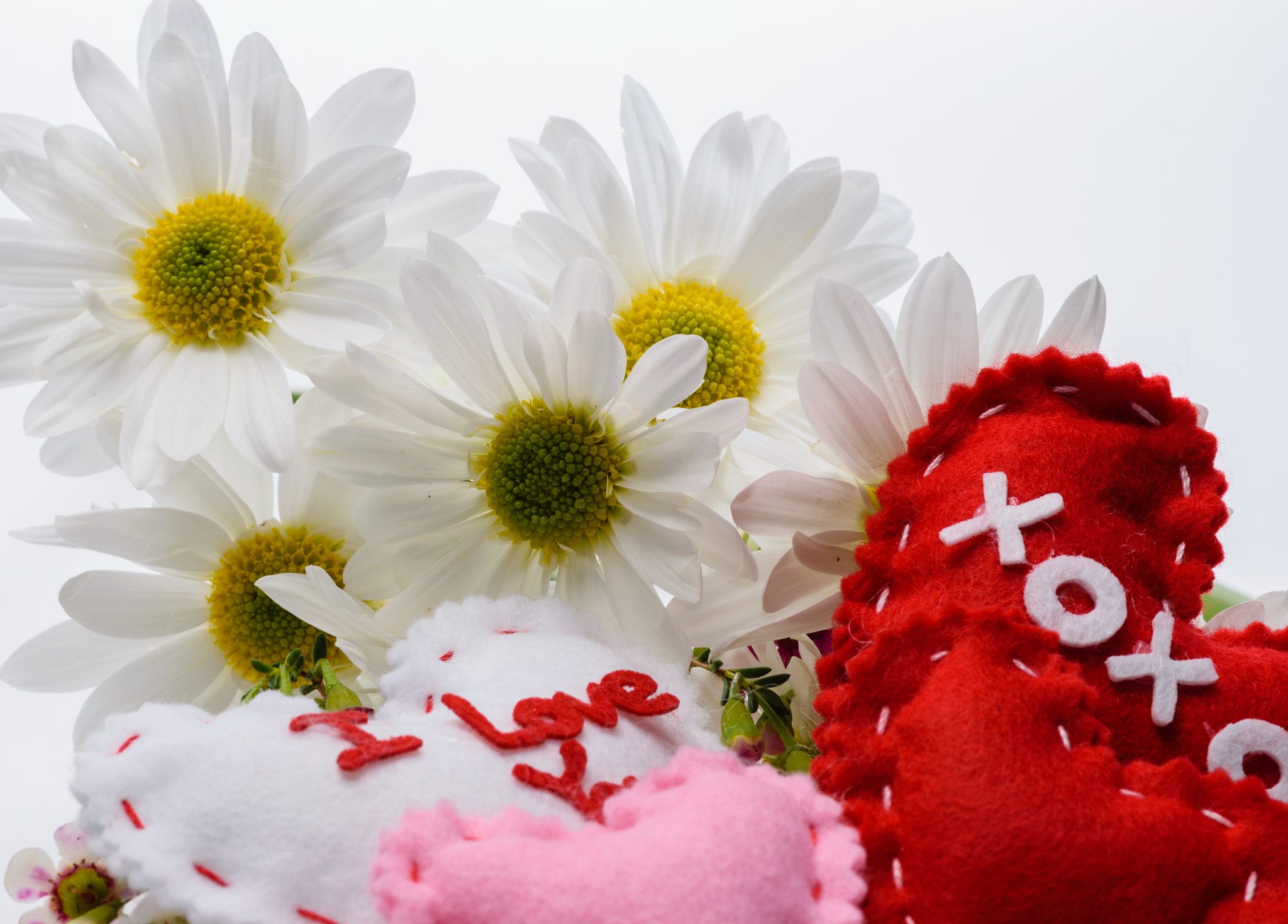 Nikon D3300 + Tokina AT-X Pro 100mm F2.8 Macro sample photo. Daisy love flowers photography