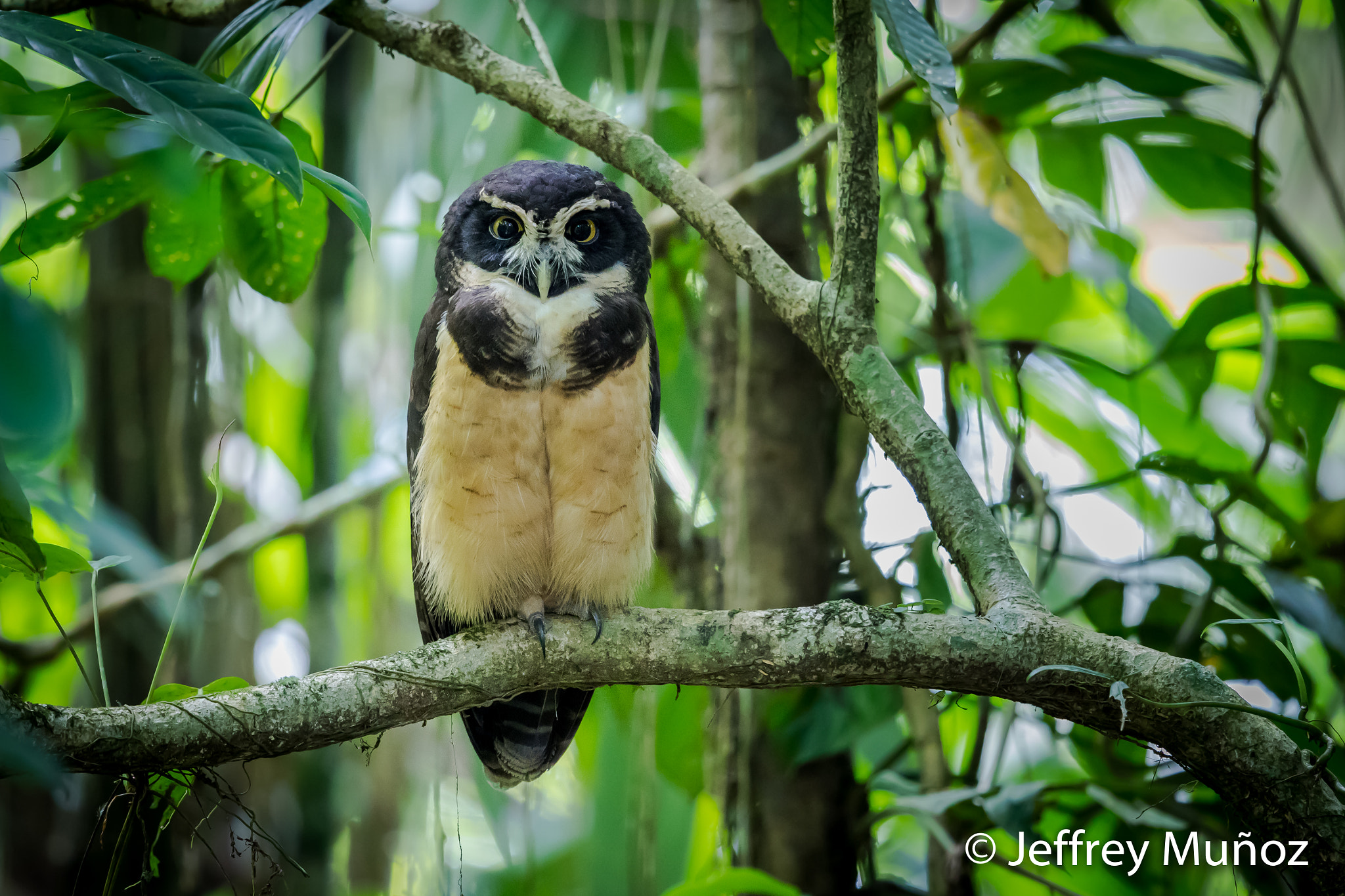 Canon EF 500mm F4L IS II USM sample photo. Spectacled owl photography
