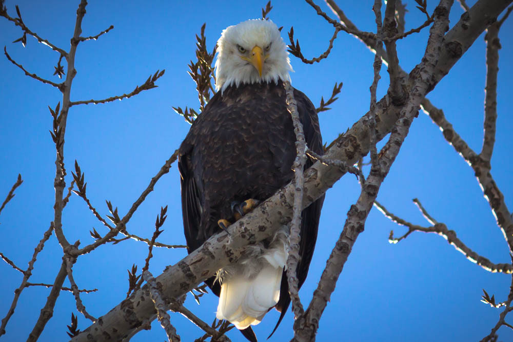 Canon EF-S 55-250mm F4-5.6 IS sample photo. Baldy back again! photography