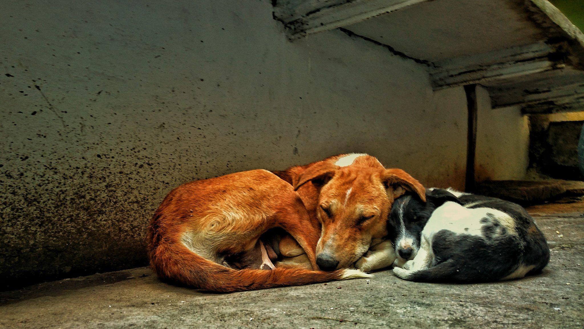 Sony Xperia Z3+ sample photo. Love is protection  photography
