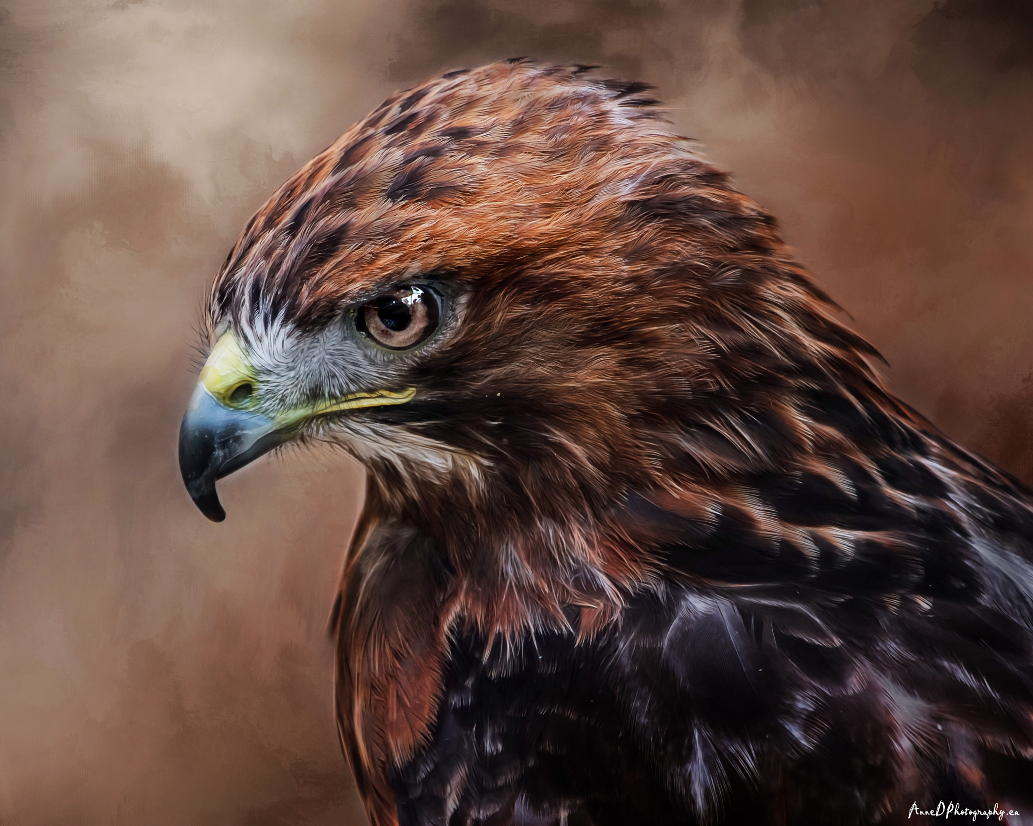 Canon EF 75-300mm f/4-5.6 USM sample photo. Red tailed hawk photography