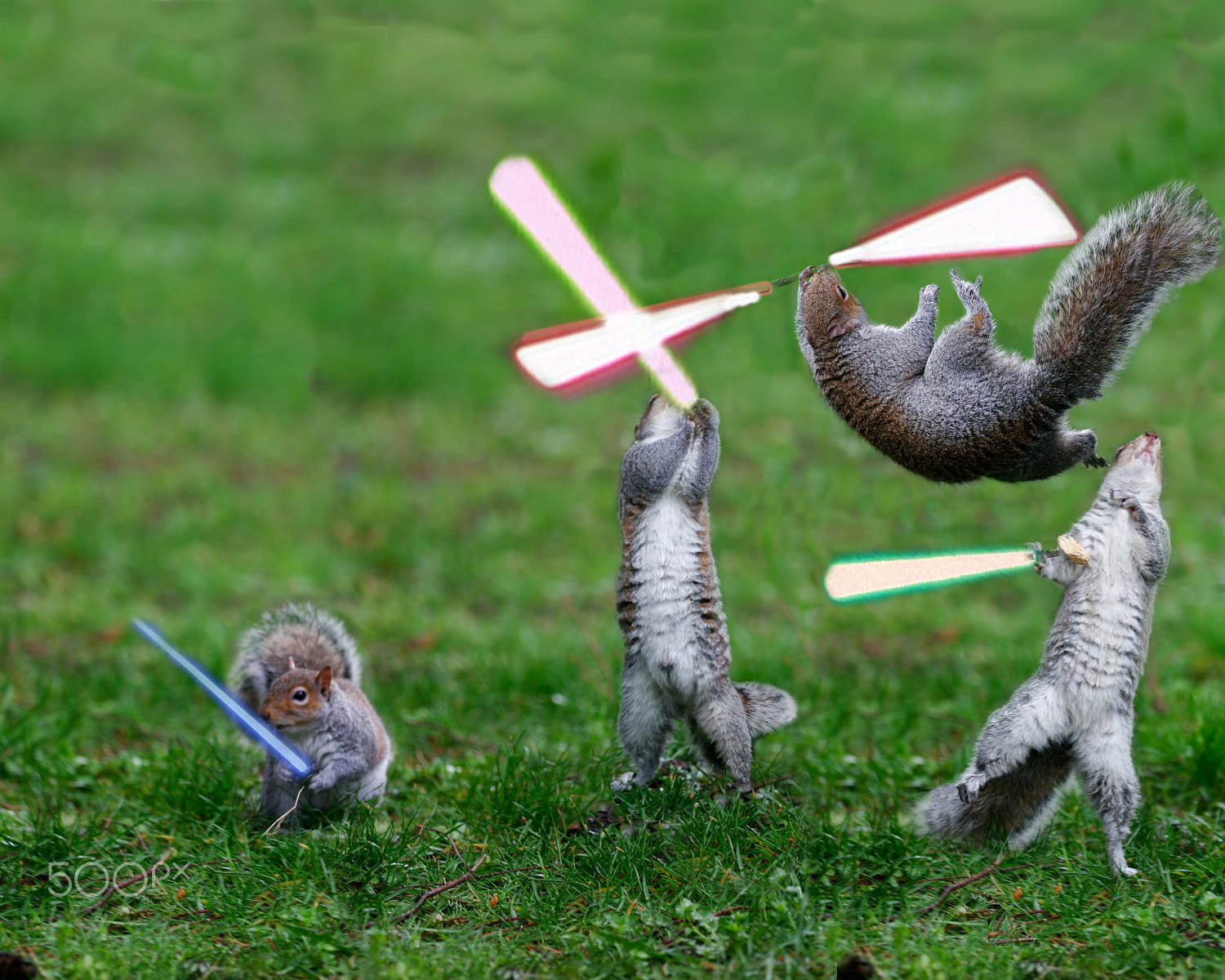 Jedi Squirrels by Mark White / 500px