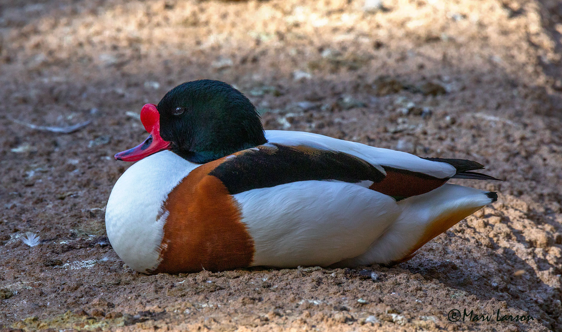 Tamron SP 150-600mm F5-6.3 Di VC USD sample photo. Ia photography