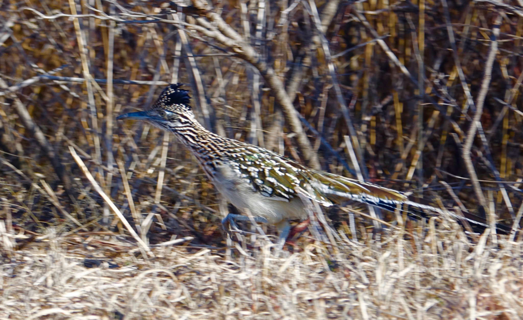 Sony 24-600mm F2.4-4.0 sample photo