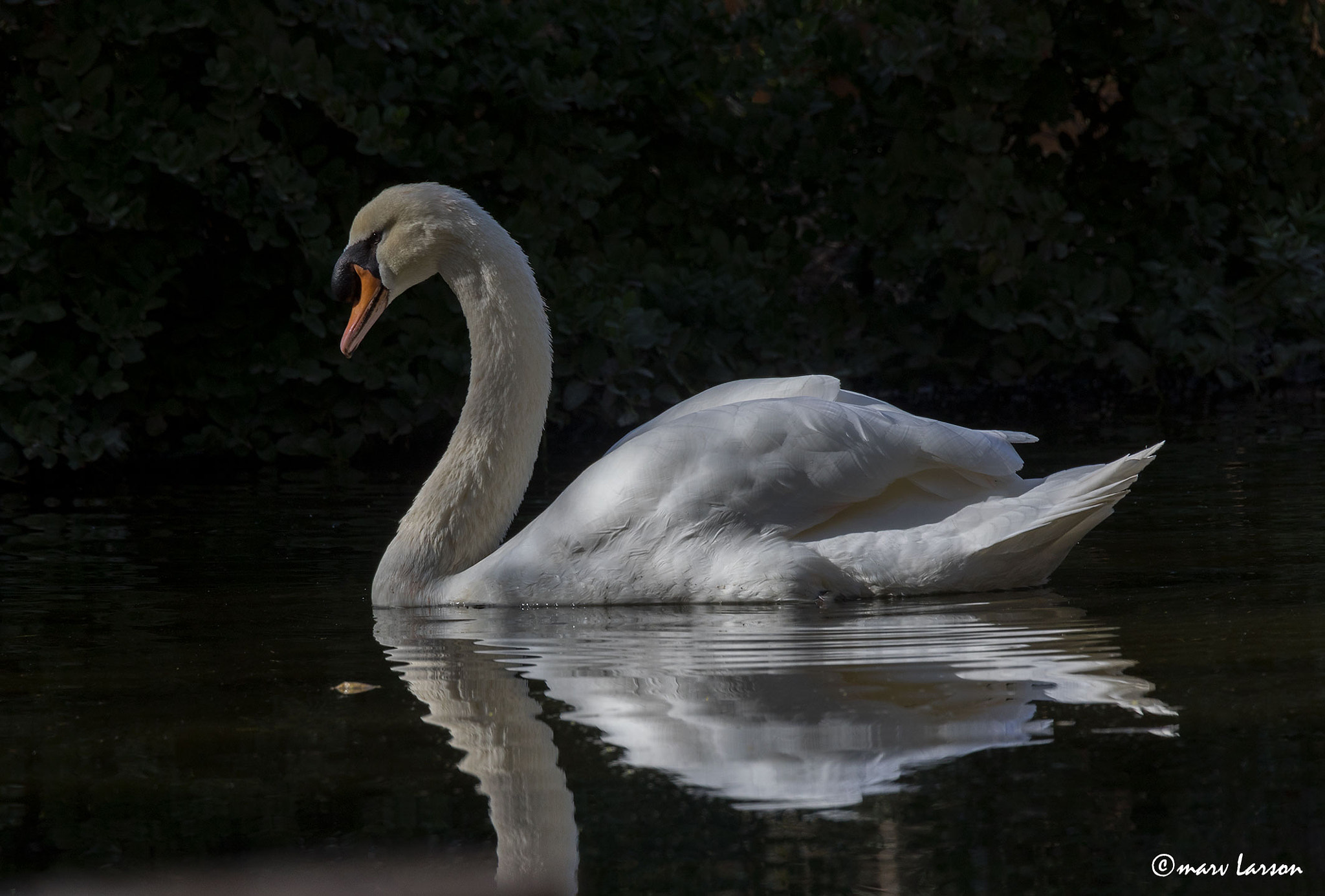 Tamron SP 150-600mm F5-6.3 Di VC USD sample photo. Ia photography