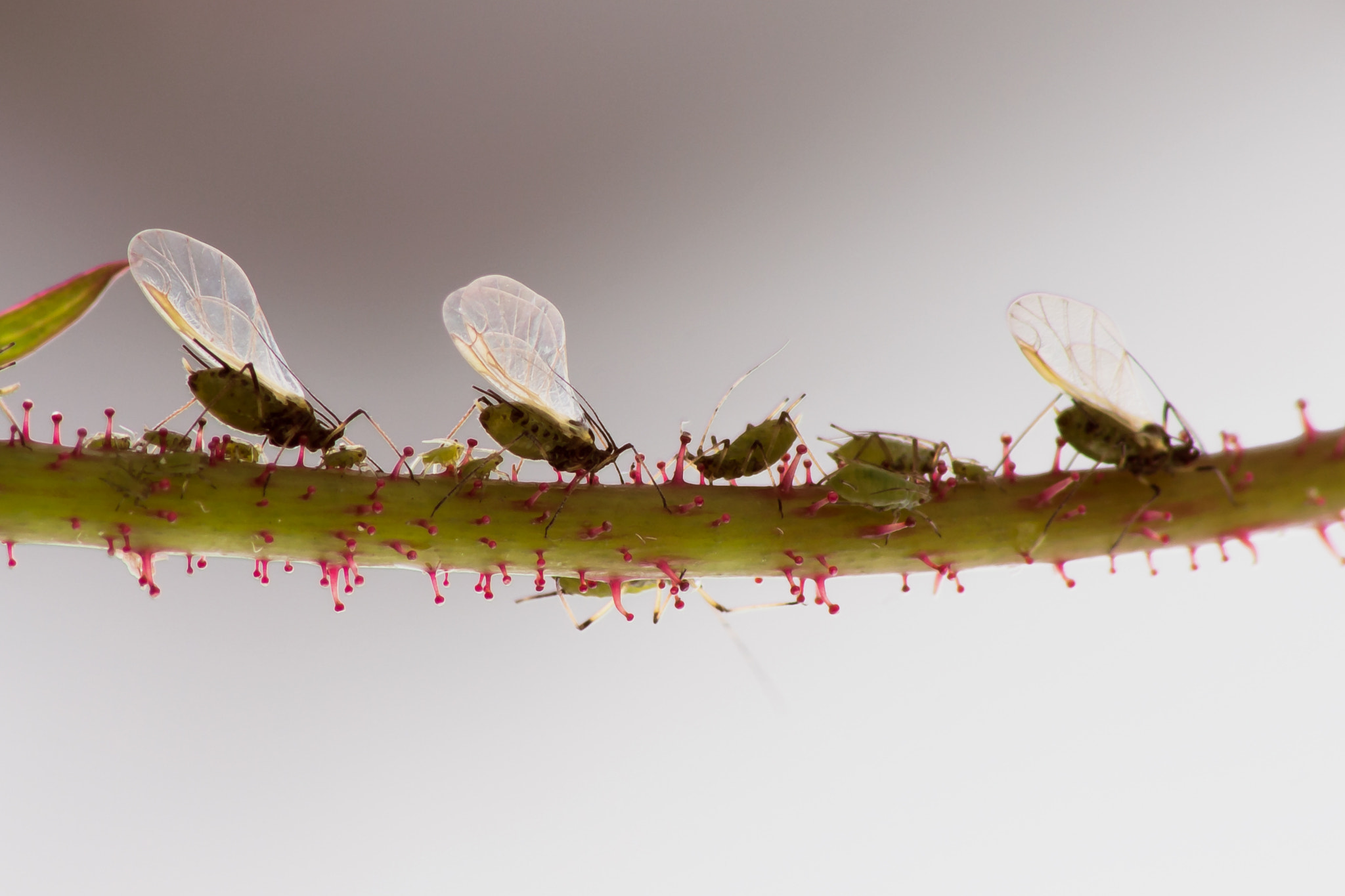 Canon EOS 700D (EOS Rebel T5i / EOS Kiss X7i) sample photo.  lunch atop a rose stem photography