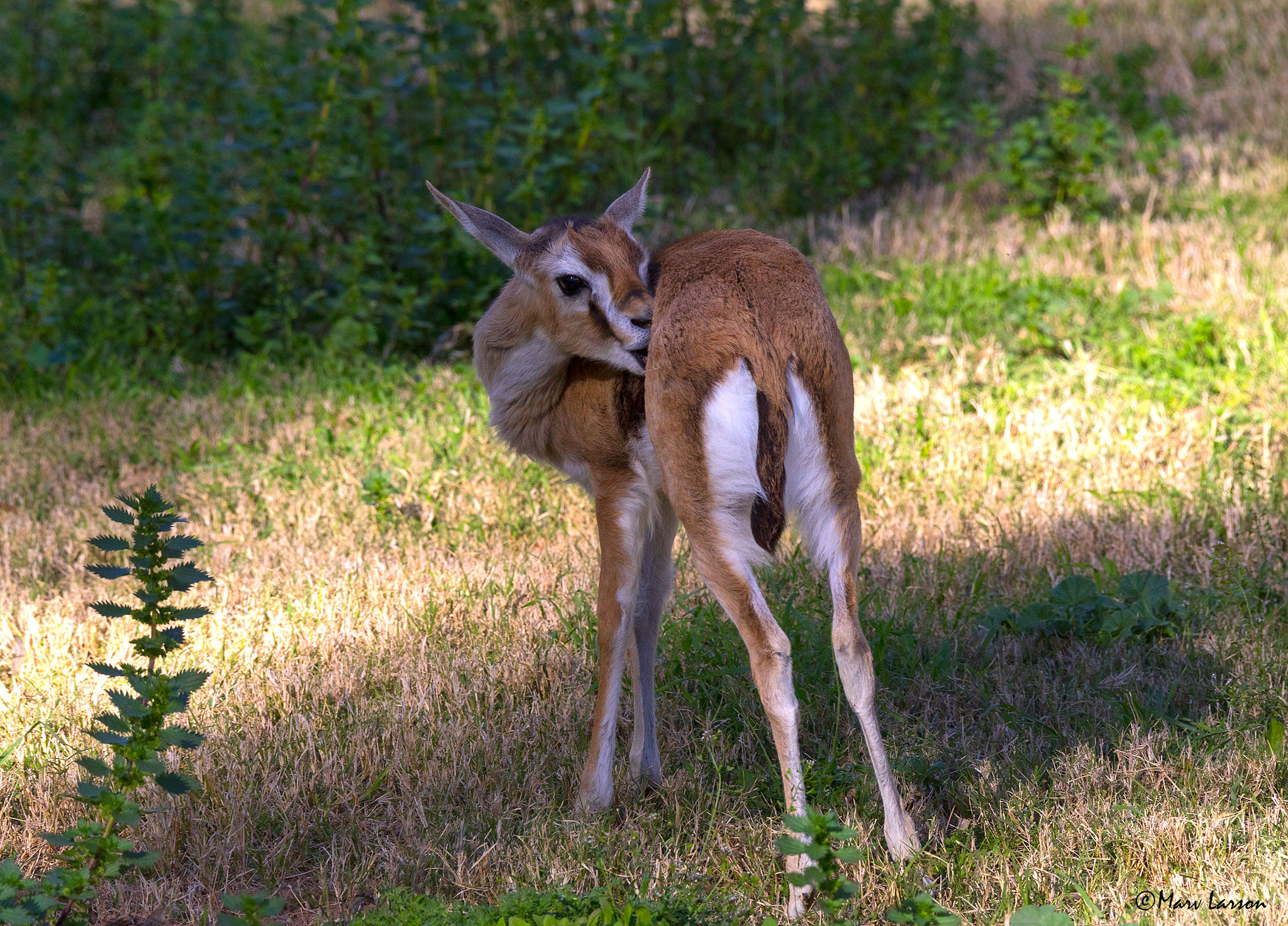 Tamron SP 150-600mm F5-6.3 Di VC USD sample photo. Ia photography