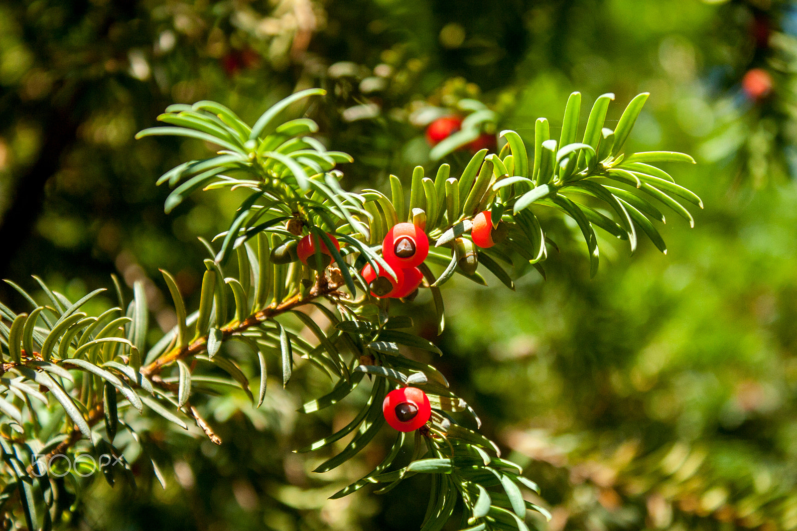 Canon EOS 30D sample photo. Img photography