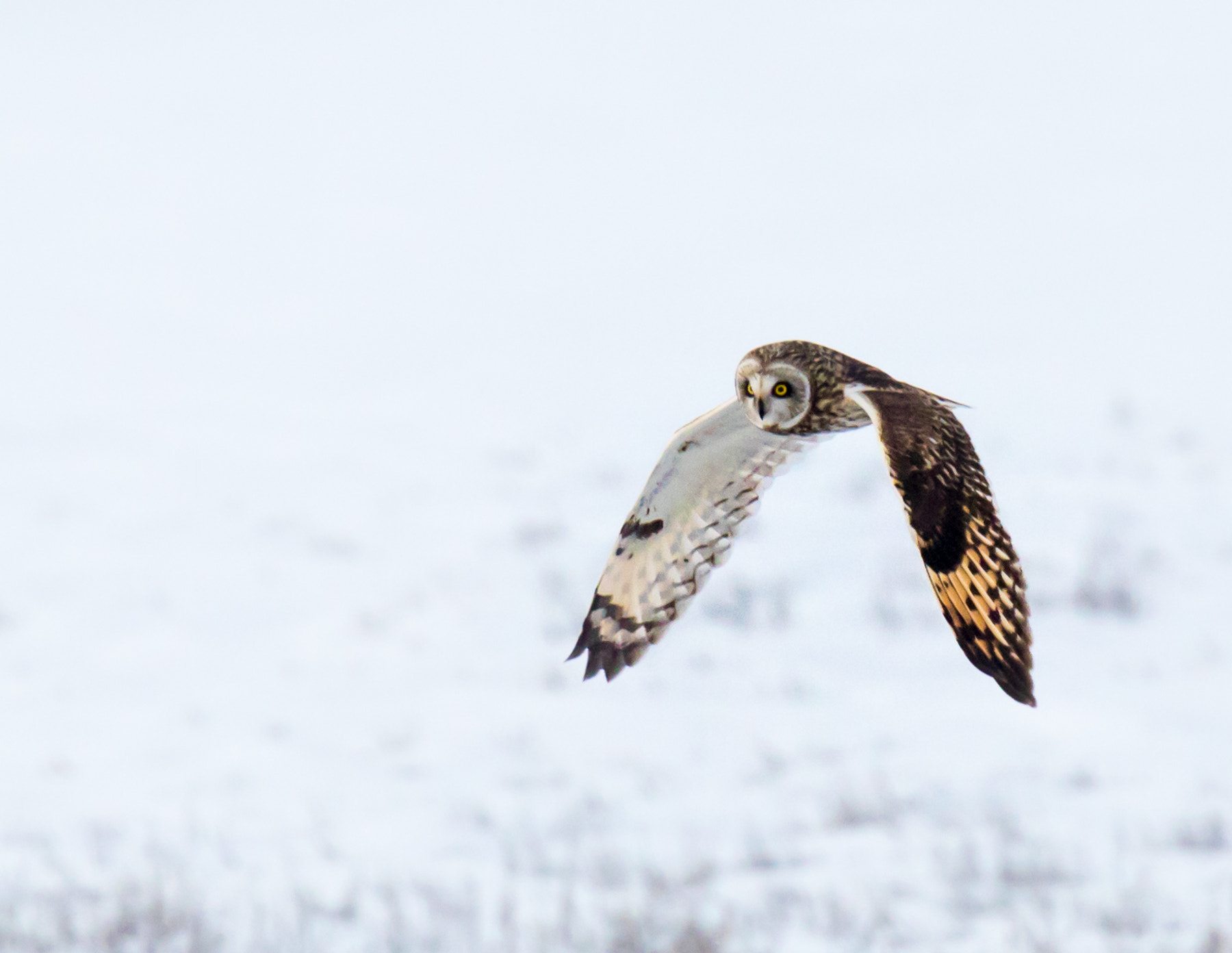 Tamron SP 150-600mm F5-6.3 Di VC USD sample photo. Short eared owl photography