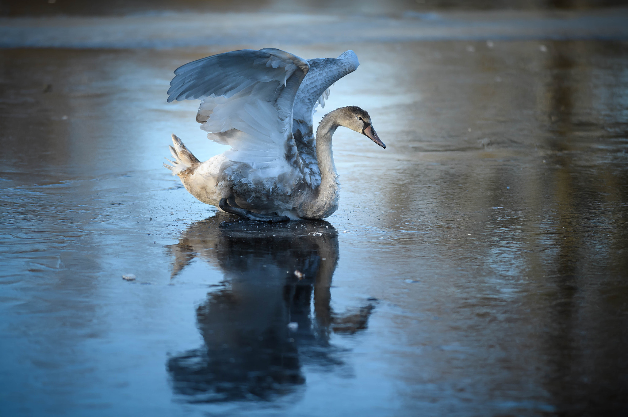 Nikon D5 + Nikon AF-S Nikkor 300mm F2.8G ED VR II sample photo. On ice photography