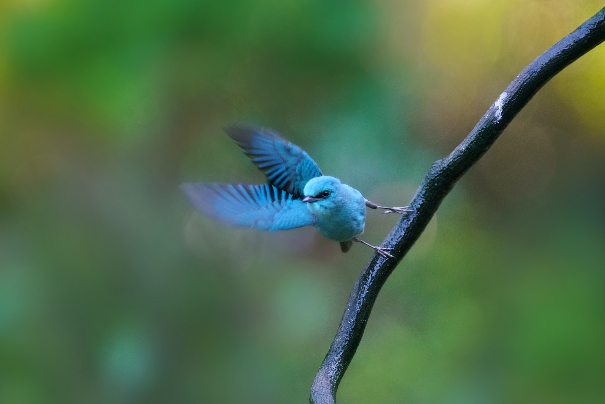 Sony a99 II + Sony 300mm F2.8 G SSM II sample photo. Take off photography