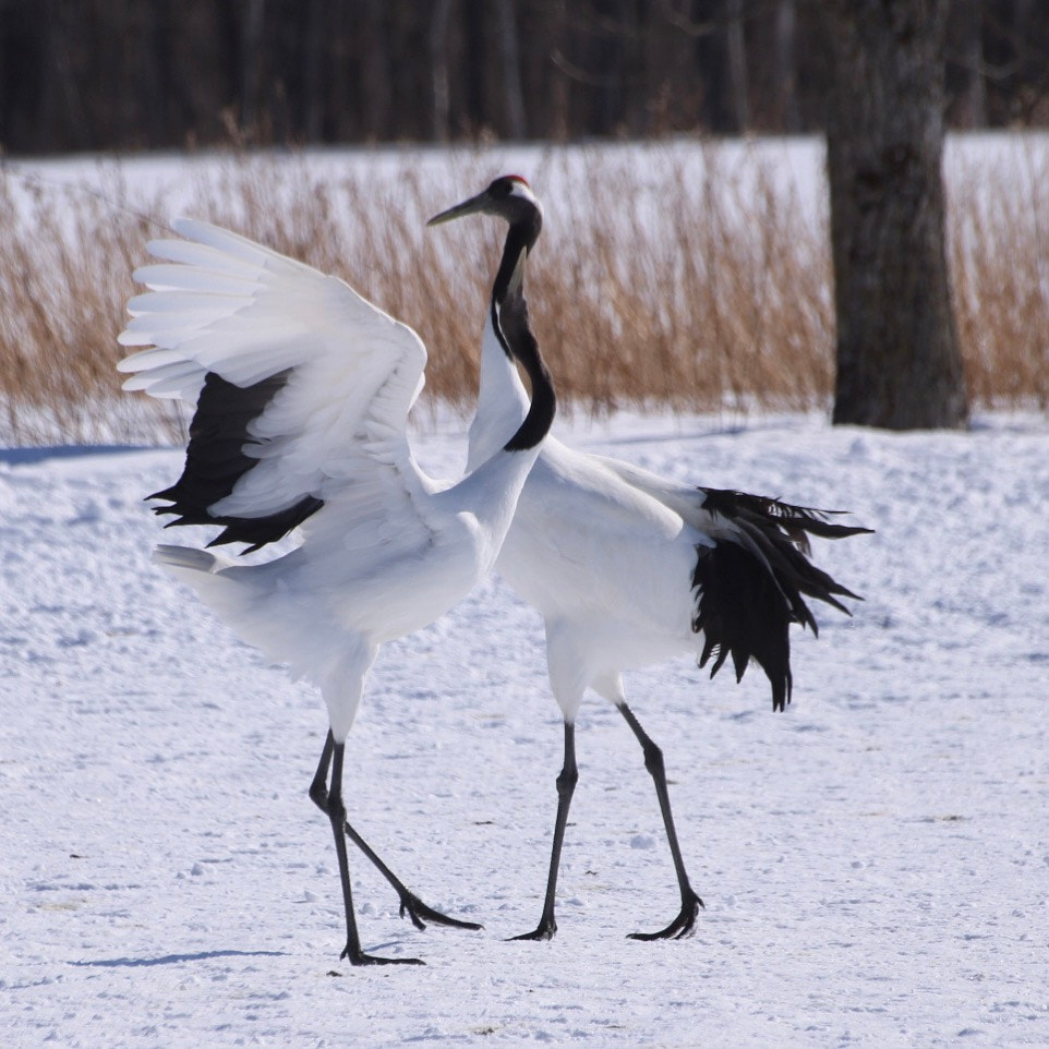Sigma 70-300mm F4-5.6 APO DG Macro sample photo. Kushiro land of birds photography