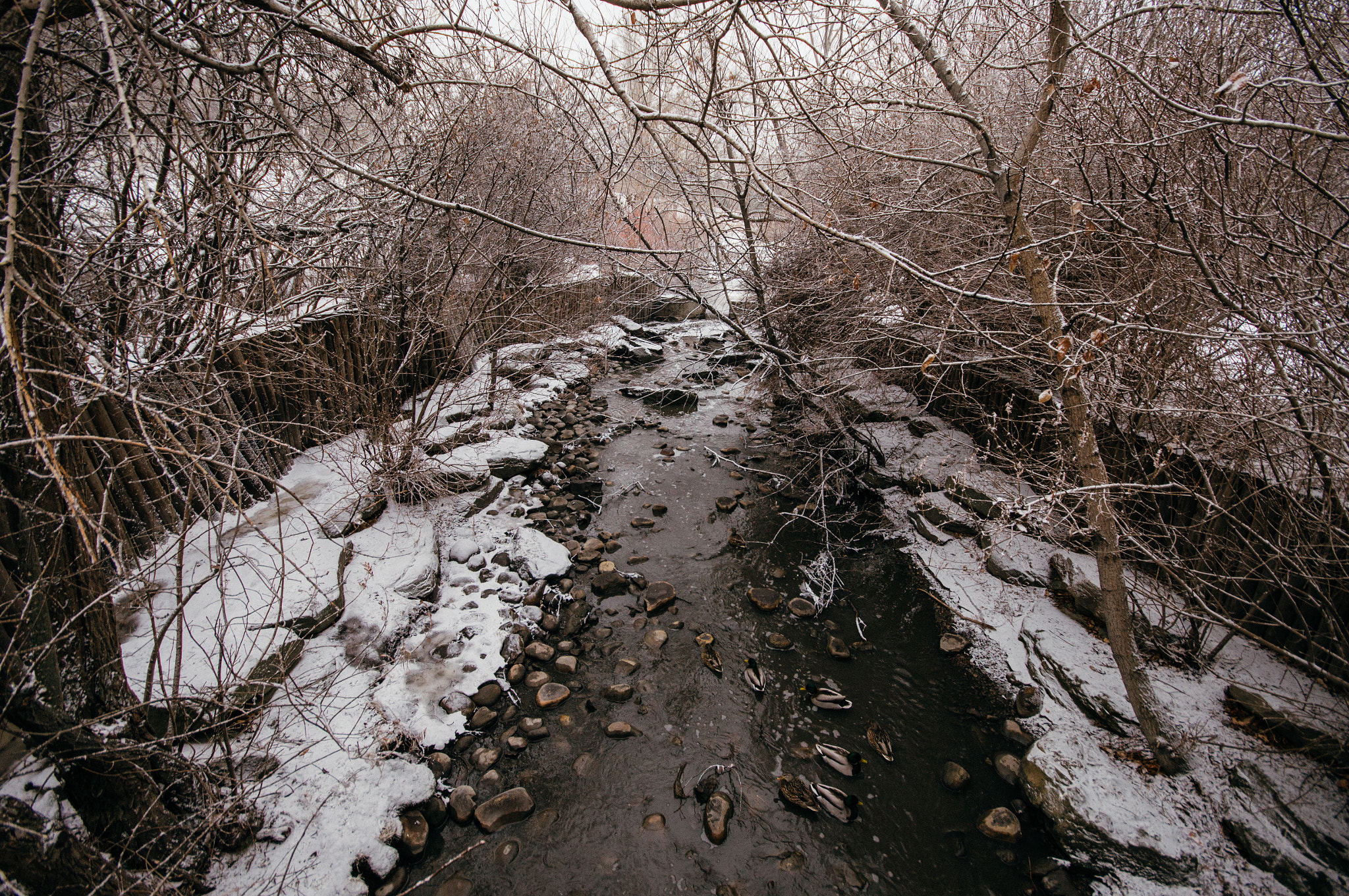 Sony SLT-A57 sample photo. Snowy outdoors photography