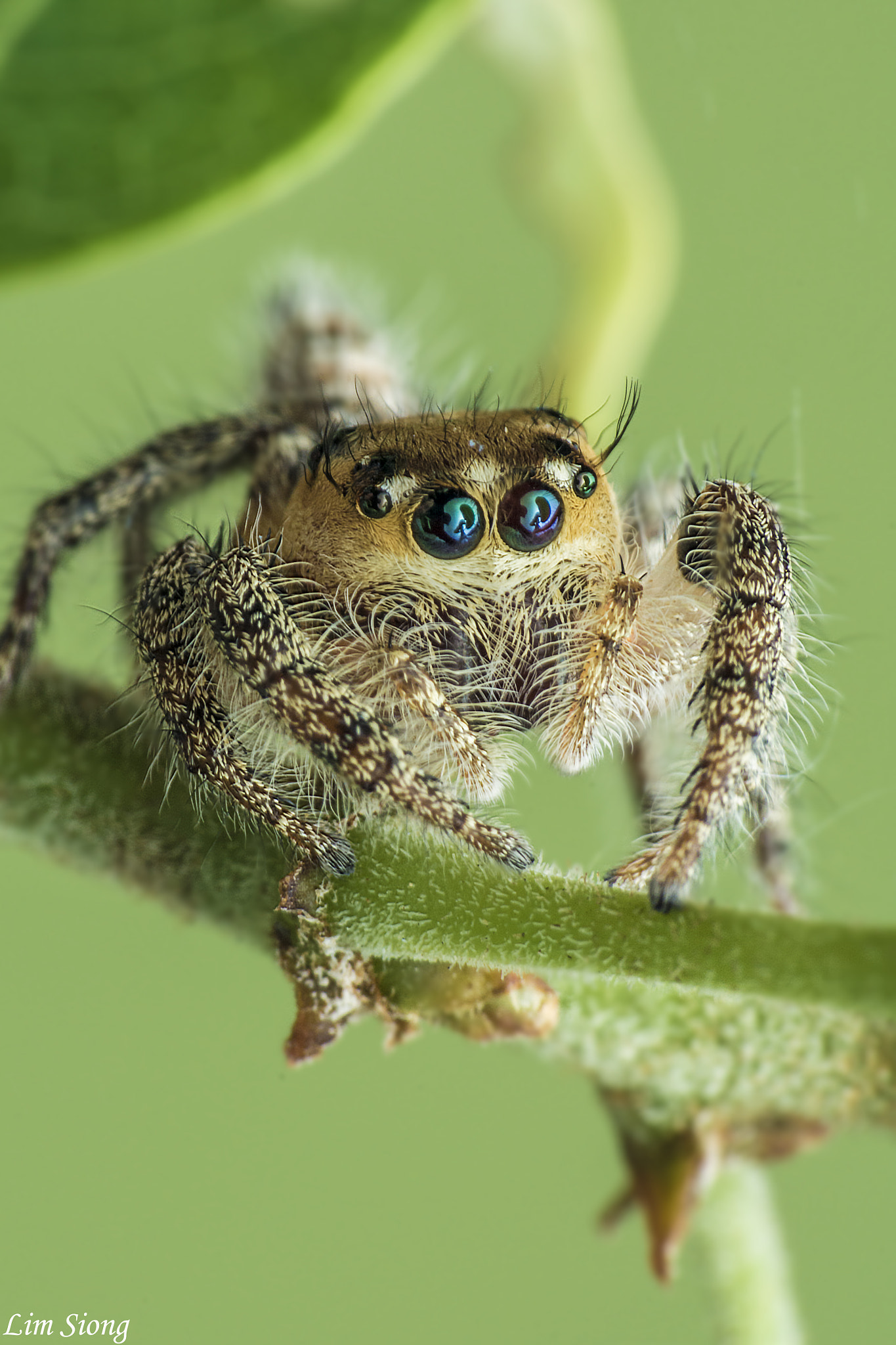 Sigma 70-300mm F4-5.6 APO DG Macro sample photo. Jumping spider photography