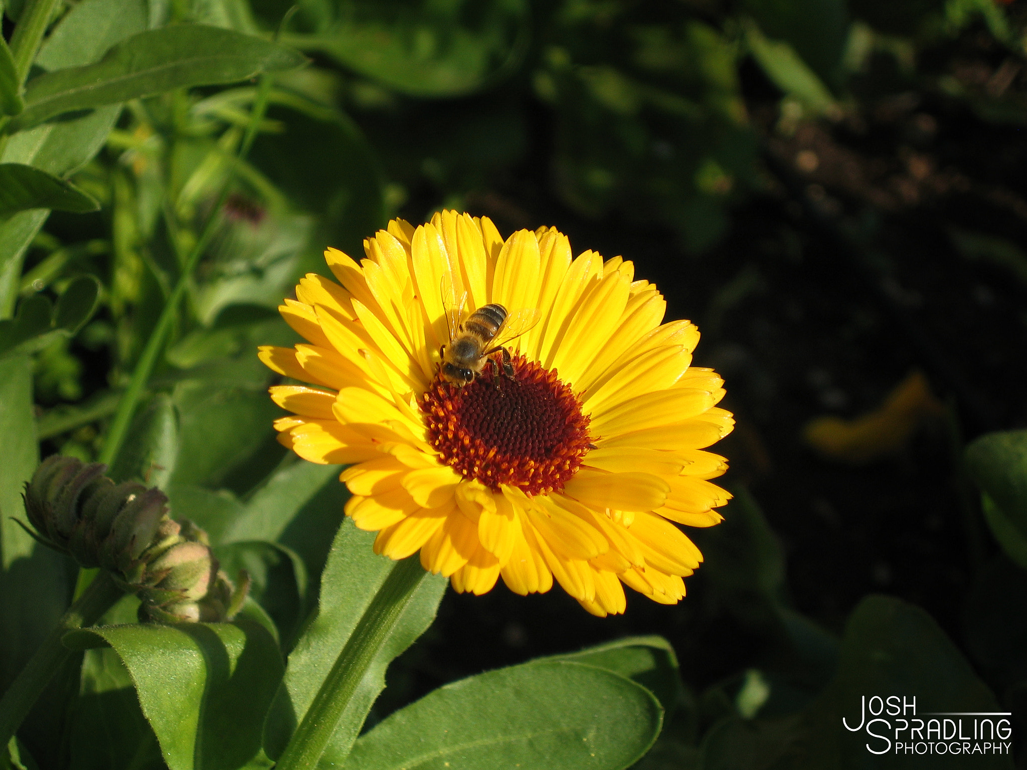 Canon POWERSHOT S50 sample photo. Bee flower photography