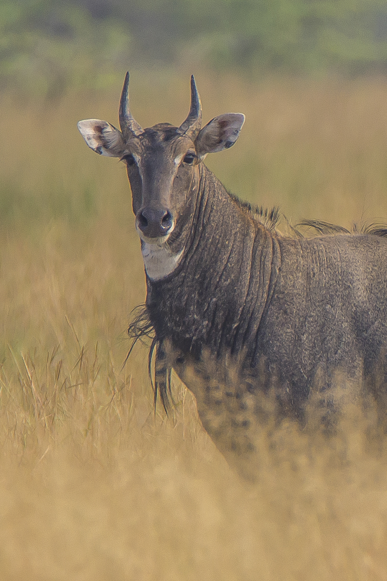 Tamron SP 150-600mm F5-6.3 Di VC USD sample photo. Nilgai • velavadar • nov. 2016 photography