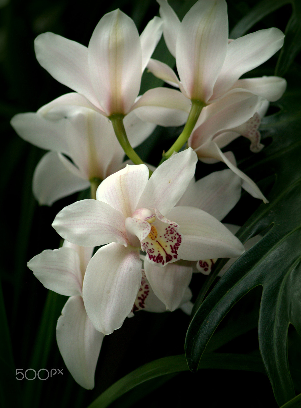Nikon D3000 + Sigma 70-300mm F4-5.6 APO DG Macro sample photo. White orchid flowers photography