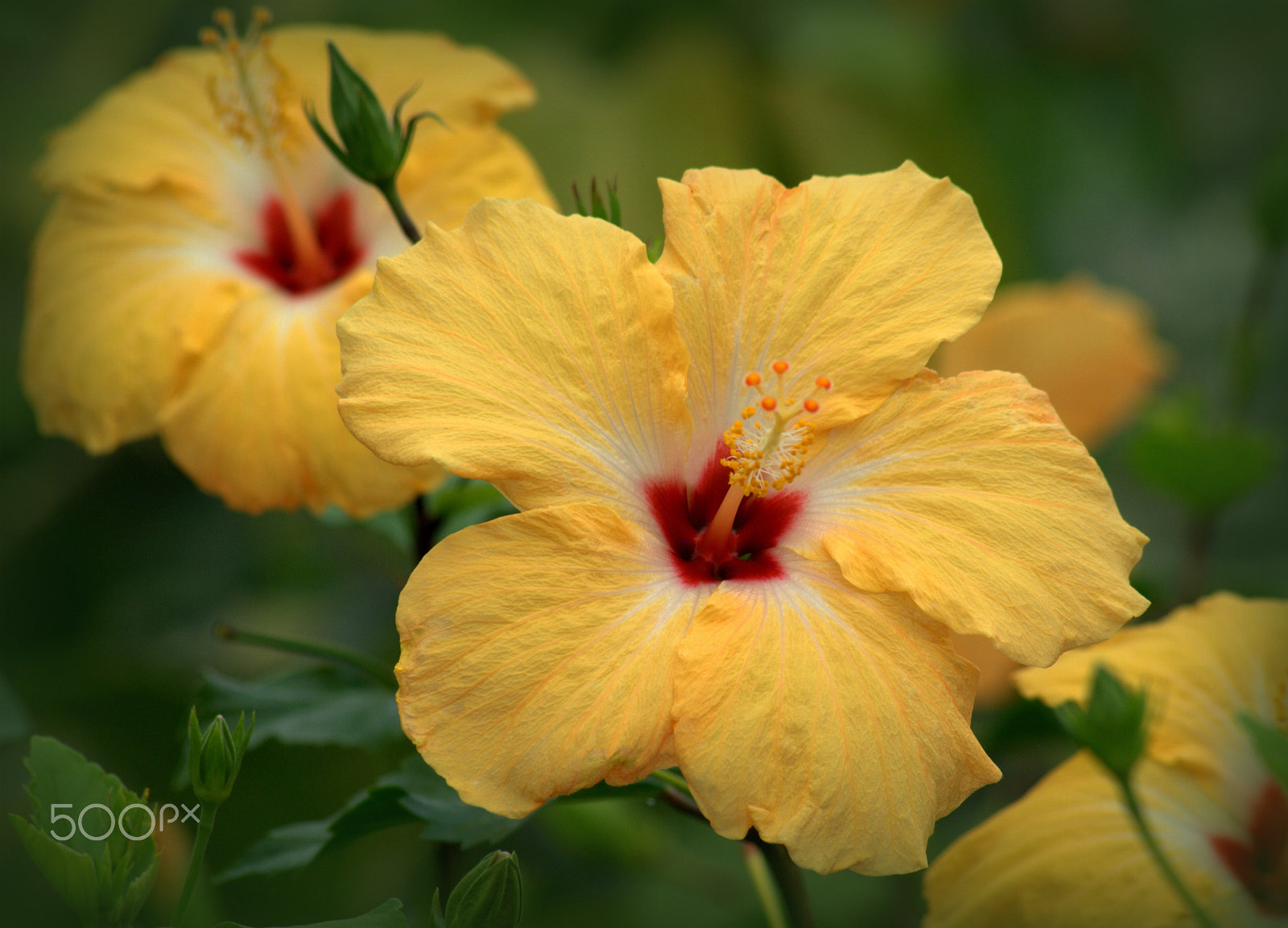 Sigma 70-300mm F4-5.6 APO DG Macro sample photo. Yellow hibiscus flowers photography