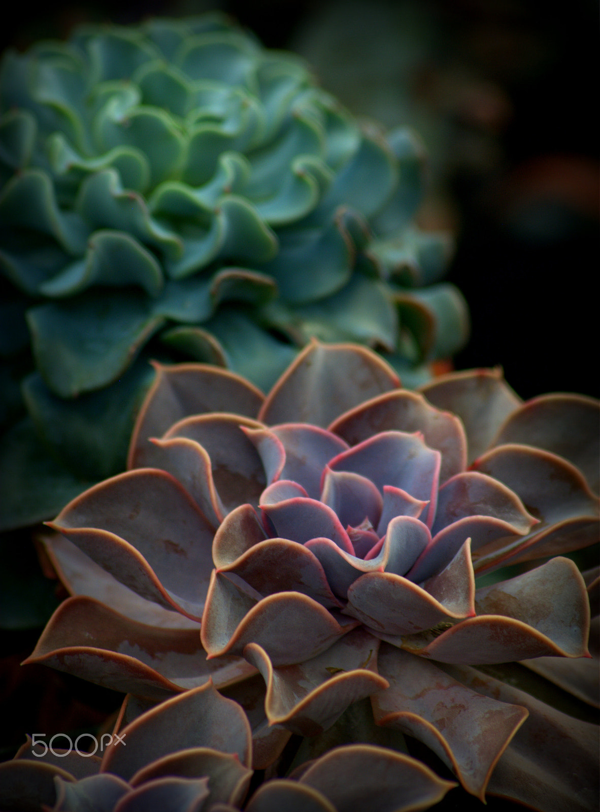 Sigma 70-300mm F4-5.6 APO DG Macro sample photo. Succulent plants photography