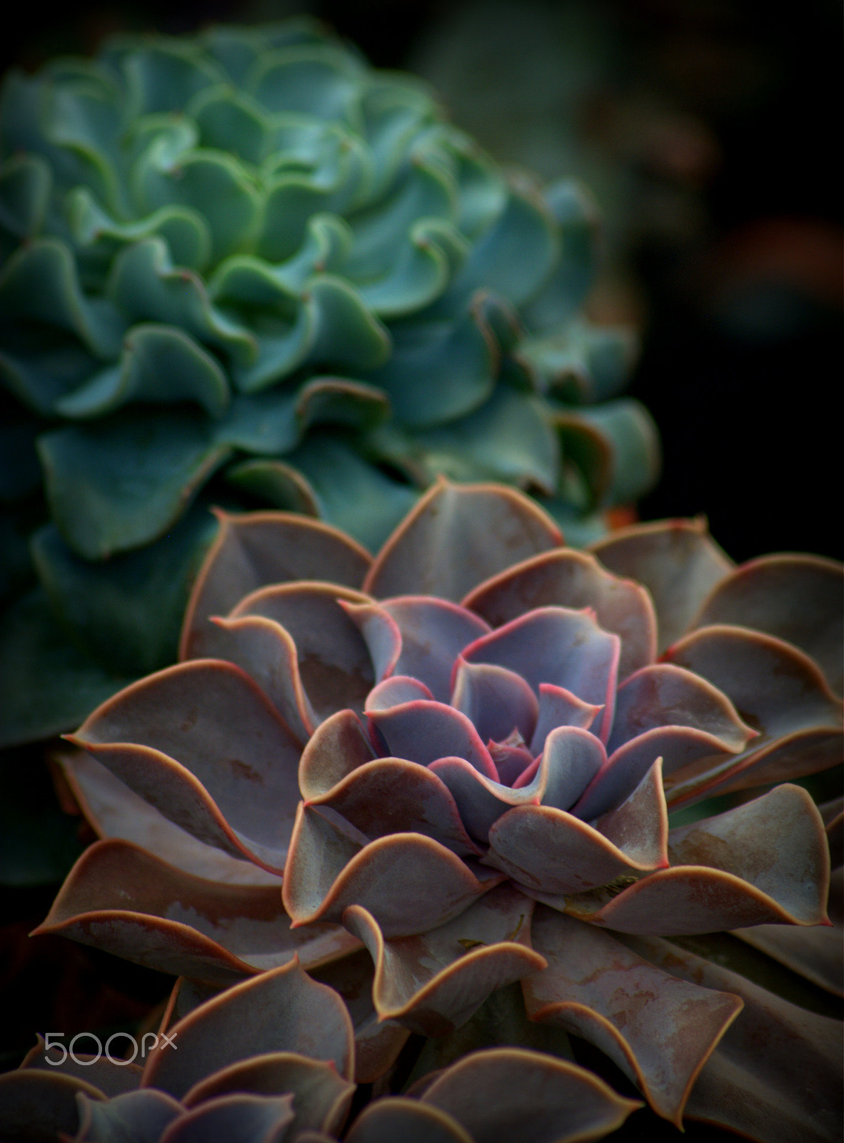 Nikon D3000 + Sigma 70-300mm F4-5.6 APO DG Macro sample photo. Succulent plants photography