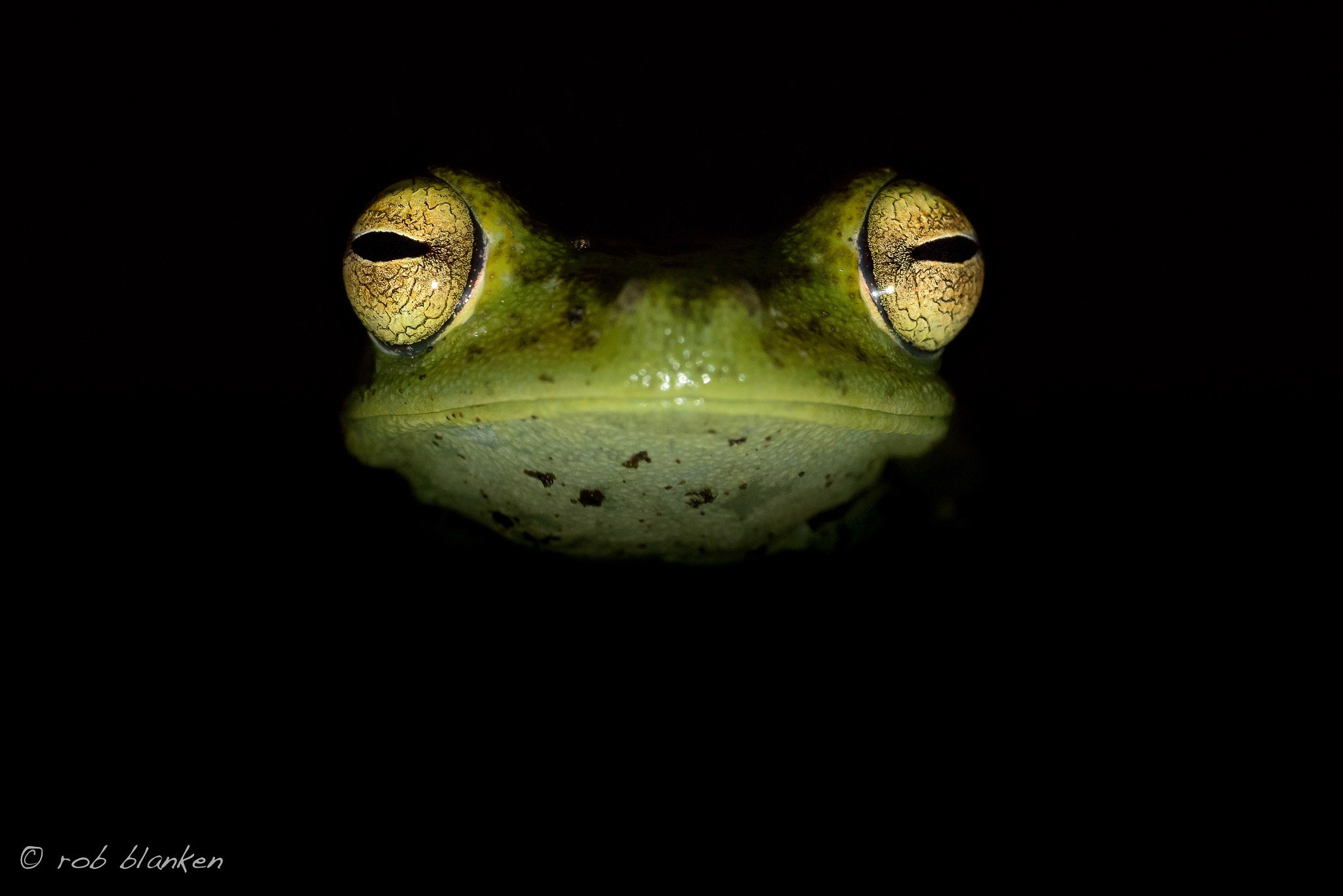 Nikon D810 sample photo. Canal zone treefrog photography