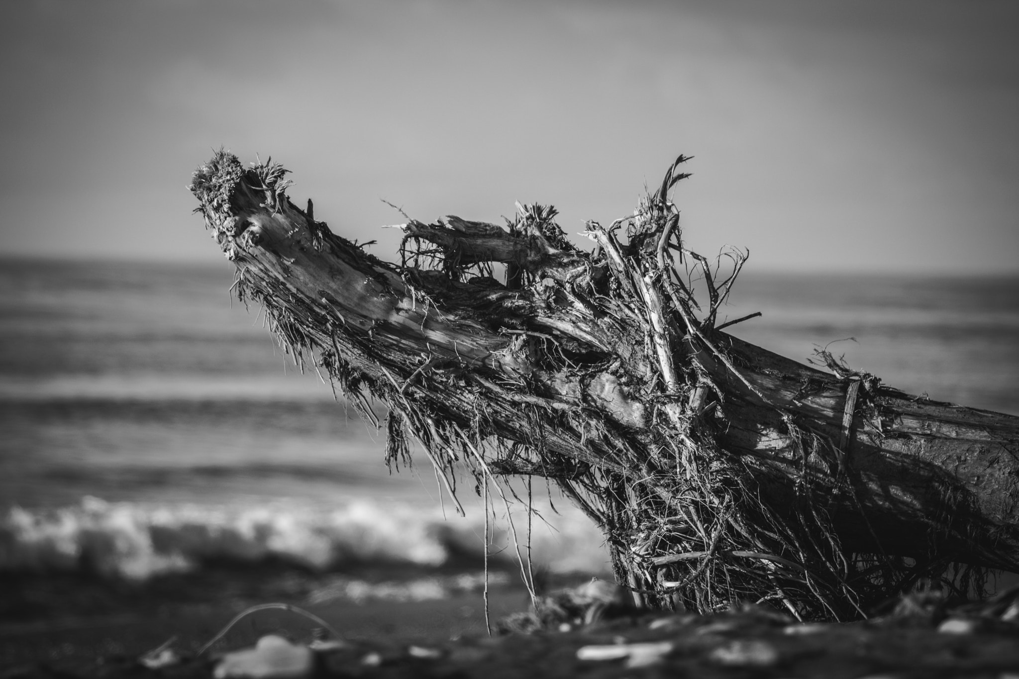 Canon EOS 760D (EOS Rebel T6s / EOS 8000D) sample photo. Elephant's graveyard photography