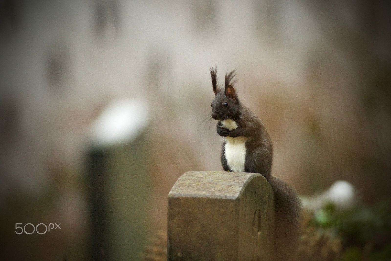 Canon EOS 7D Mark II sample photo. Squirrel praying on the tombstone photography