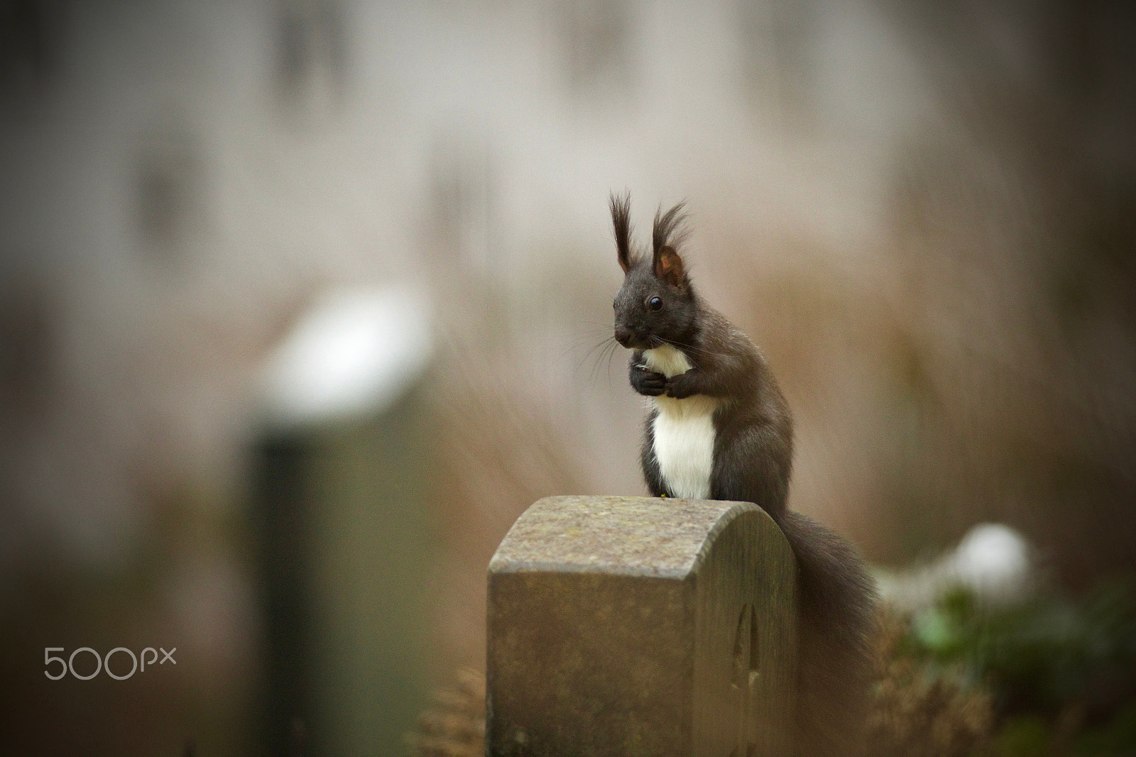 Canon EF 200-400mm F4L IS USM Extender 1.4x sample photo. Squirrel praying on the tombstone photography