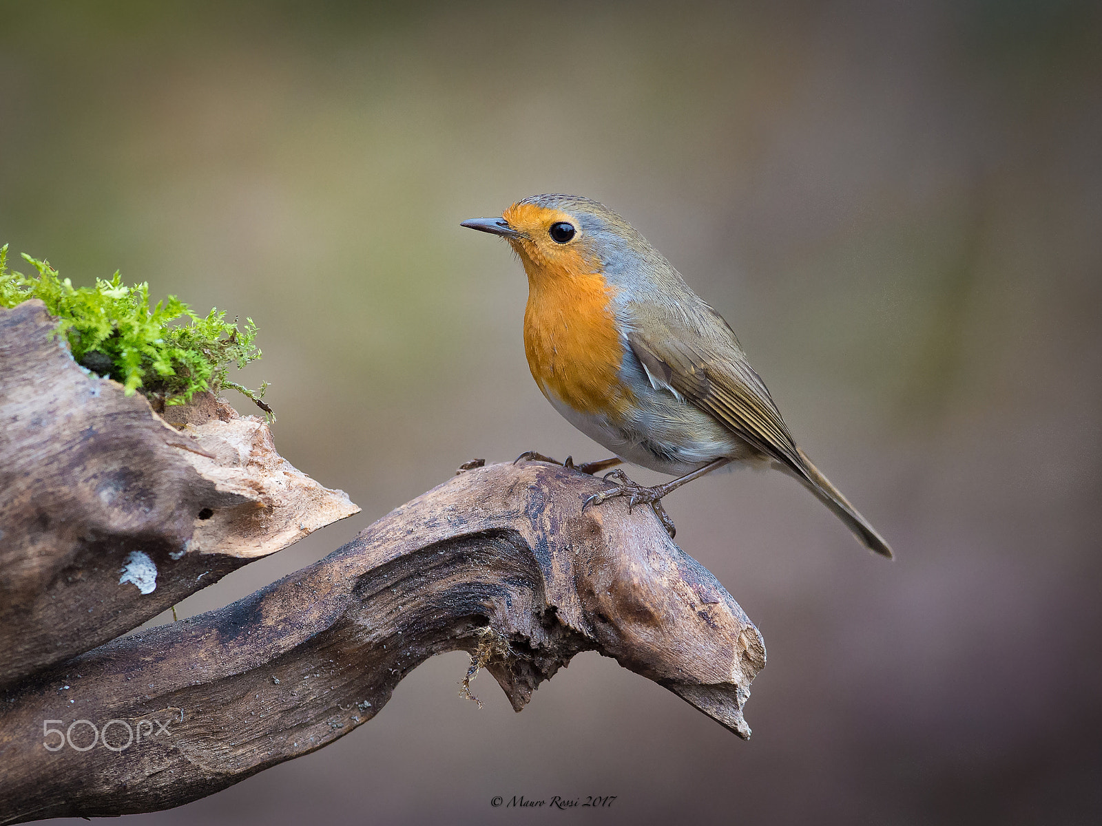 Nikon AF-S Nikkor 300mm F2.8G ED VR II sample photo. Simply...robin - erithacus rubecula photography