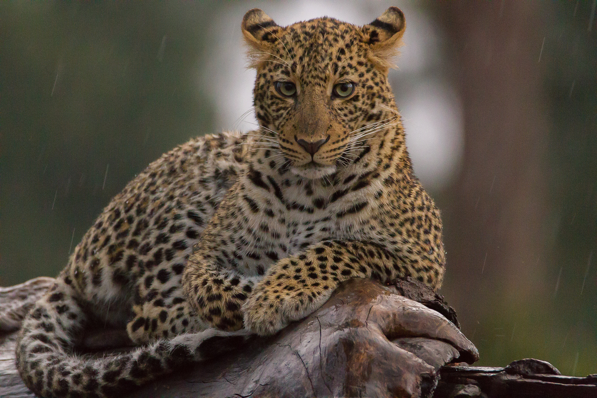 Canon EOS 7D + 150-600mm F5-6.3 DG OS HSM | Contemporary 015 sample photo. Kenya - masai mara - leopard stare photography