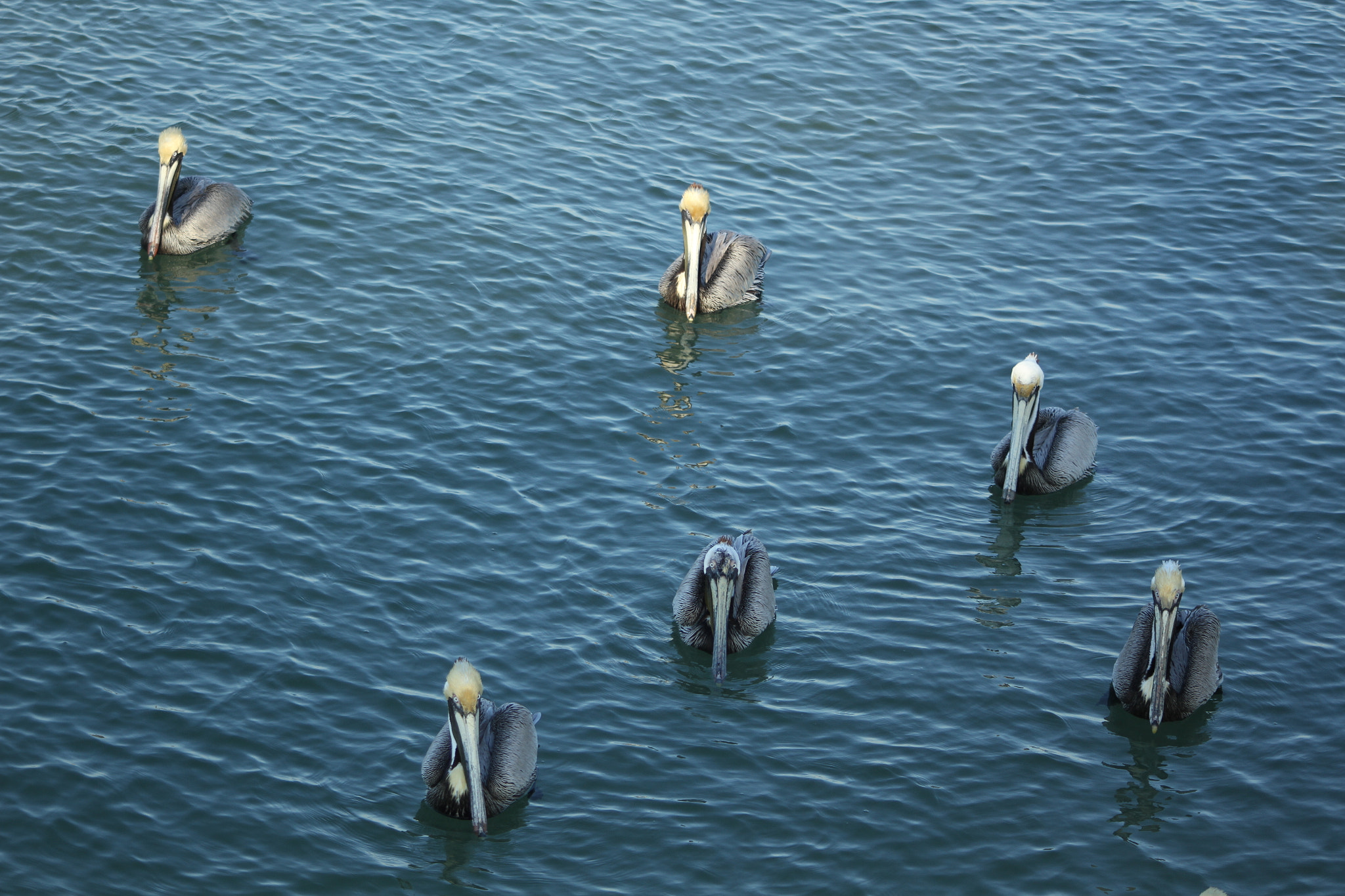 Sigma 70-300mm F4-5.6 APO DG Macro sample photo. Brown pelicans photography