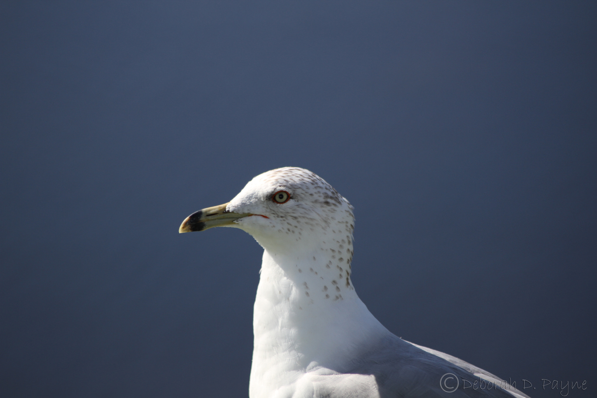 Sigma 70-300mm F4-5.6 APO DG Macro sample photo. Ring billed gull photography
