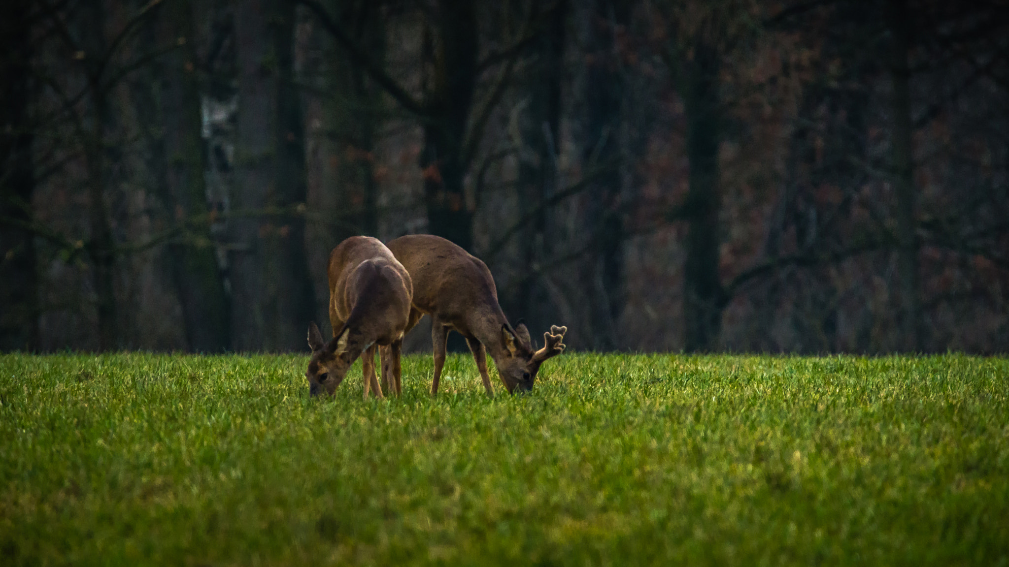 150-600mm F5-6.3 DG OS HSM | Contemporary 015 sample photo. Greenkeeper  photography