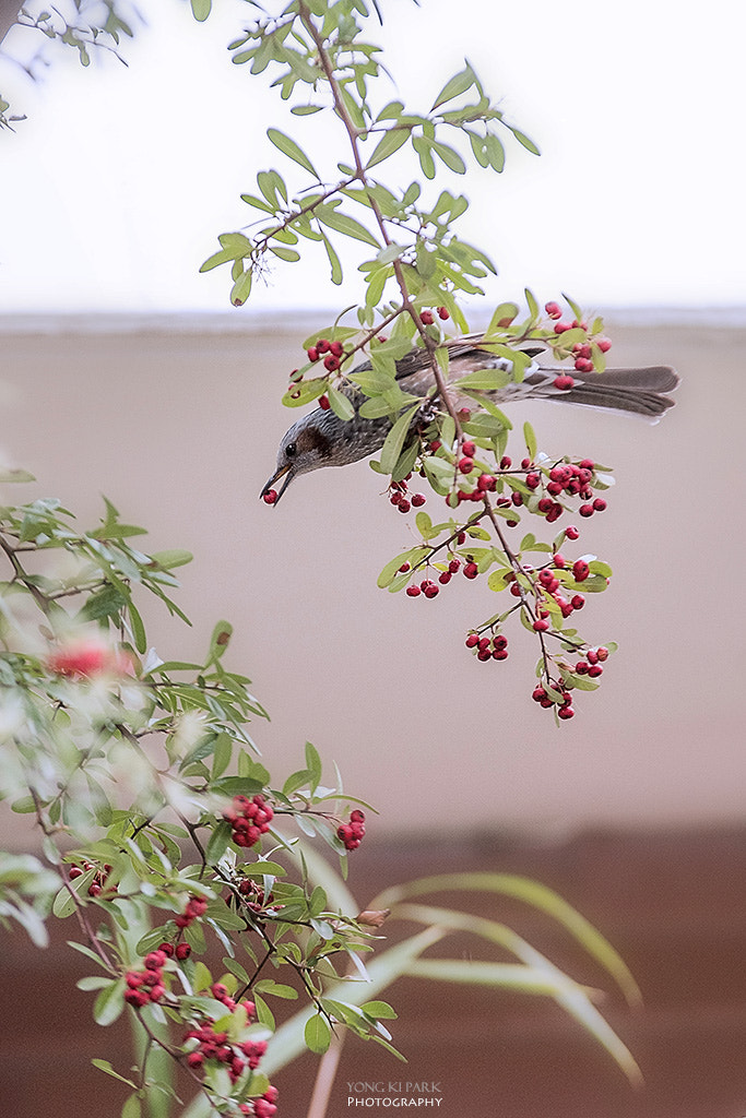 Pentax K-1 sample photo. A painting of fruits and the bird photography