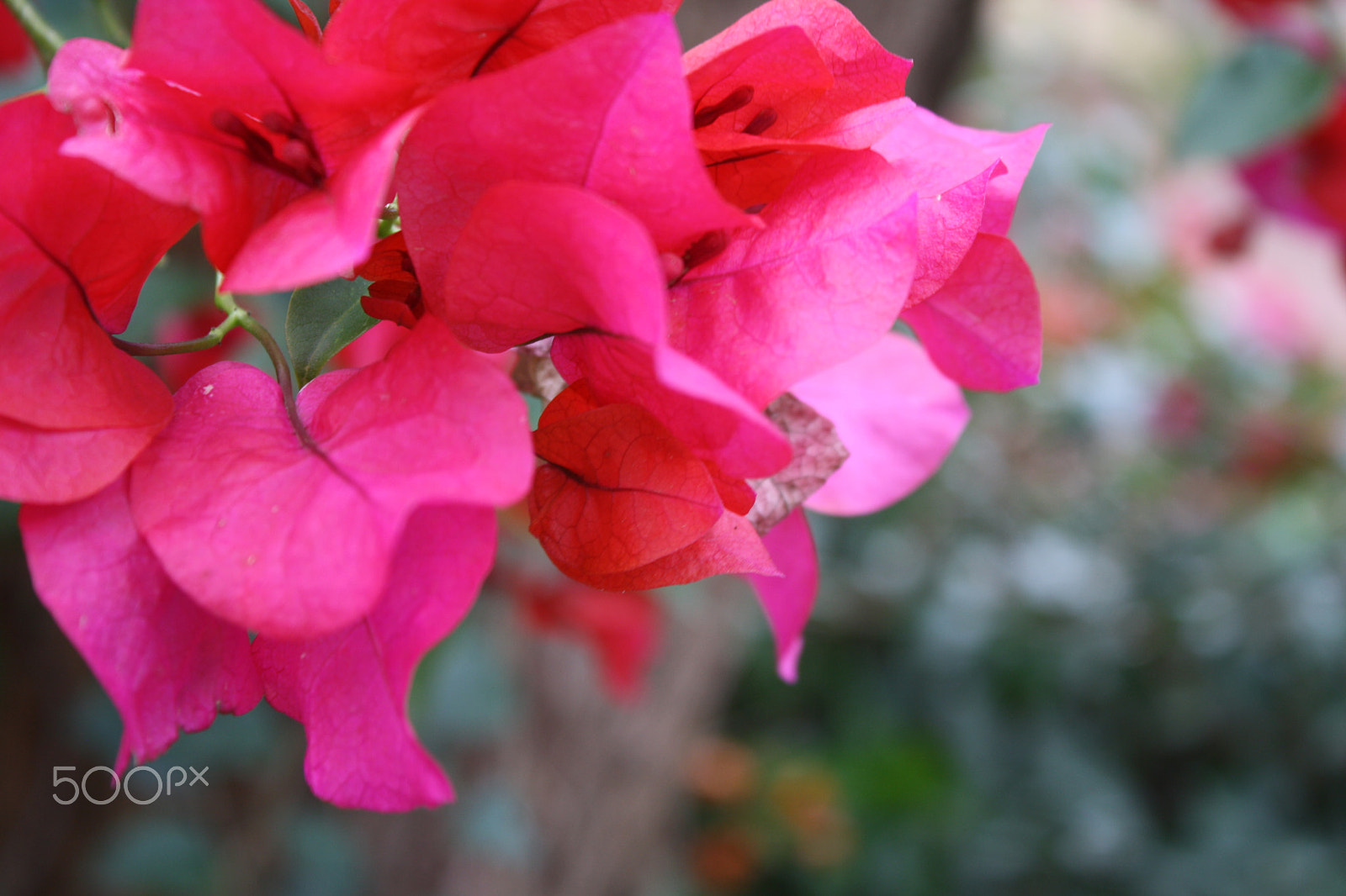 Canon EOS 1000D (EOS Digital Rebel XS / EOS Kiss F) sample photo. Bugambilia photography
