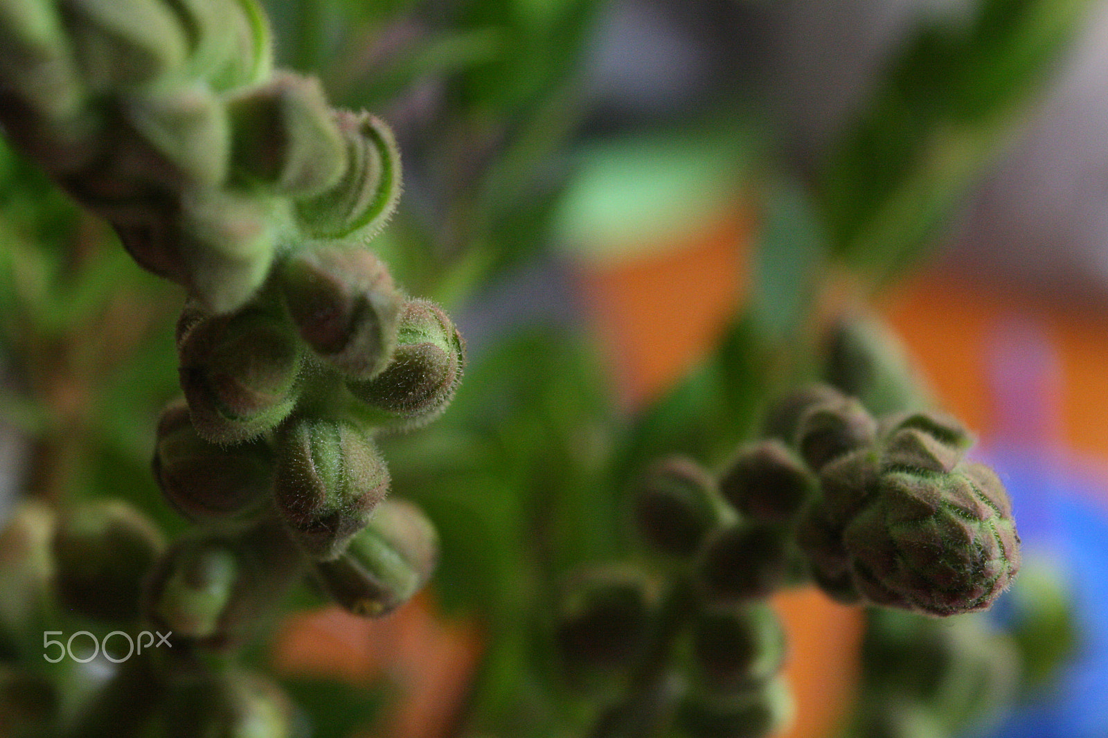 Canon EOS 1000D (EOS Digital Rebel XS / EOS Kiss F) sample photo. Little green photography